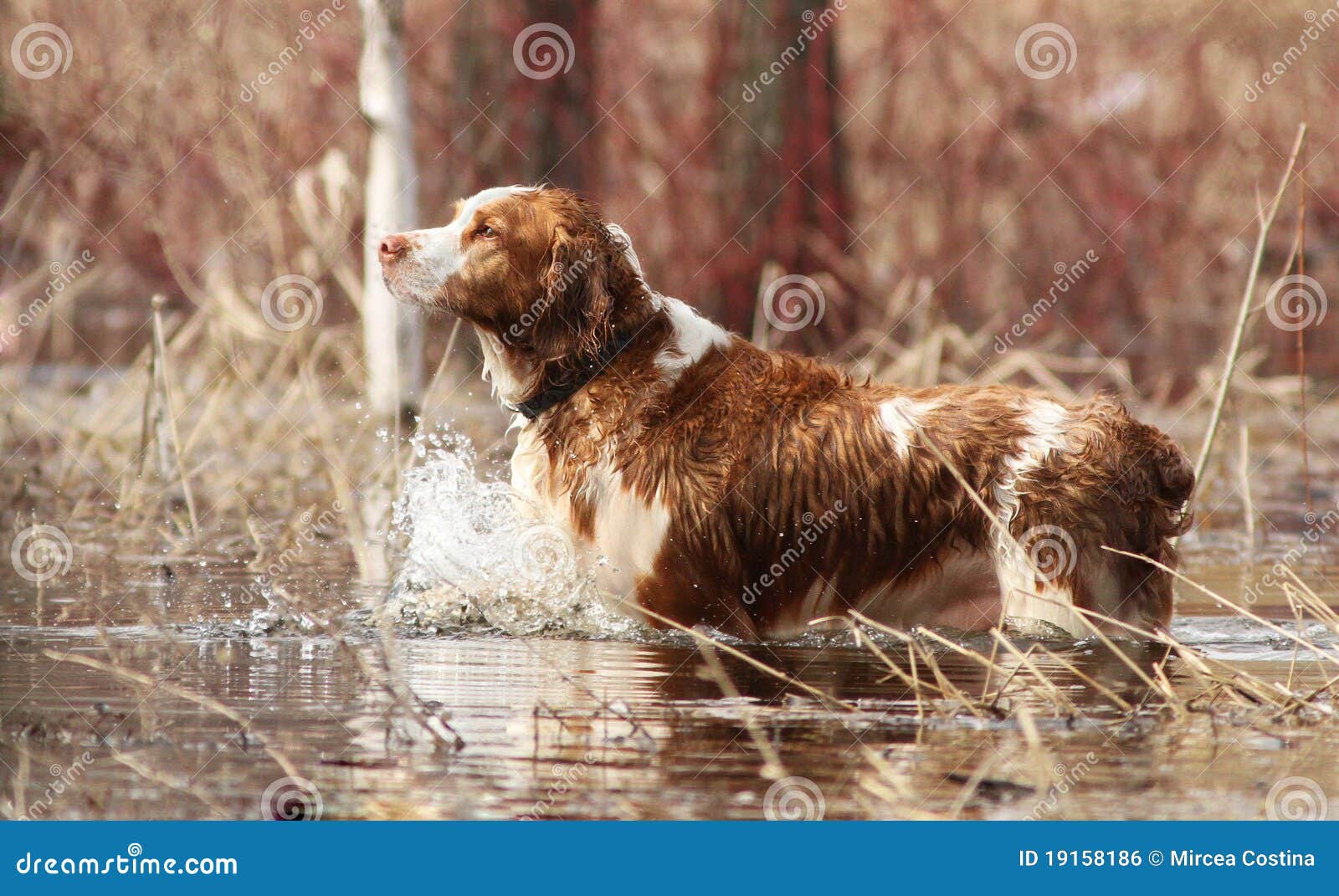 Duck hunting dog competition