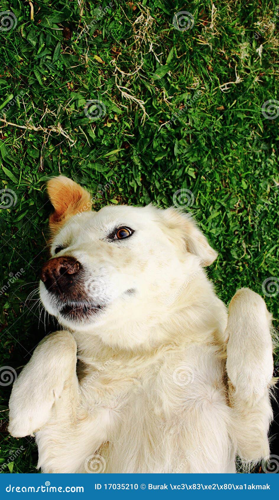 Dog Laying On Back