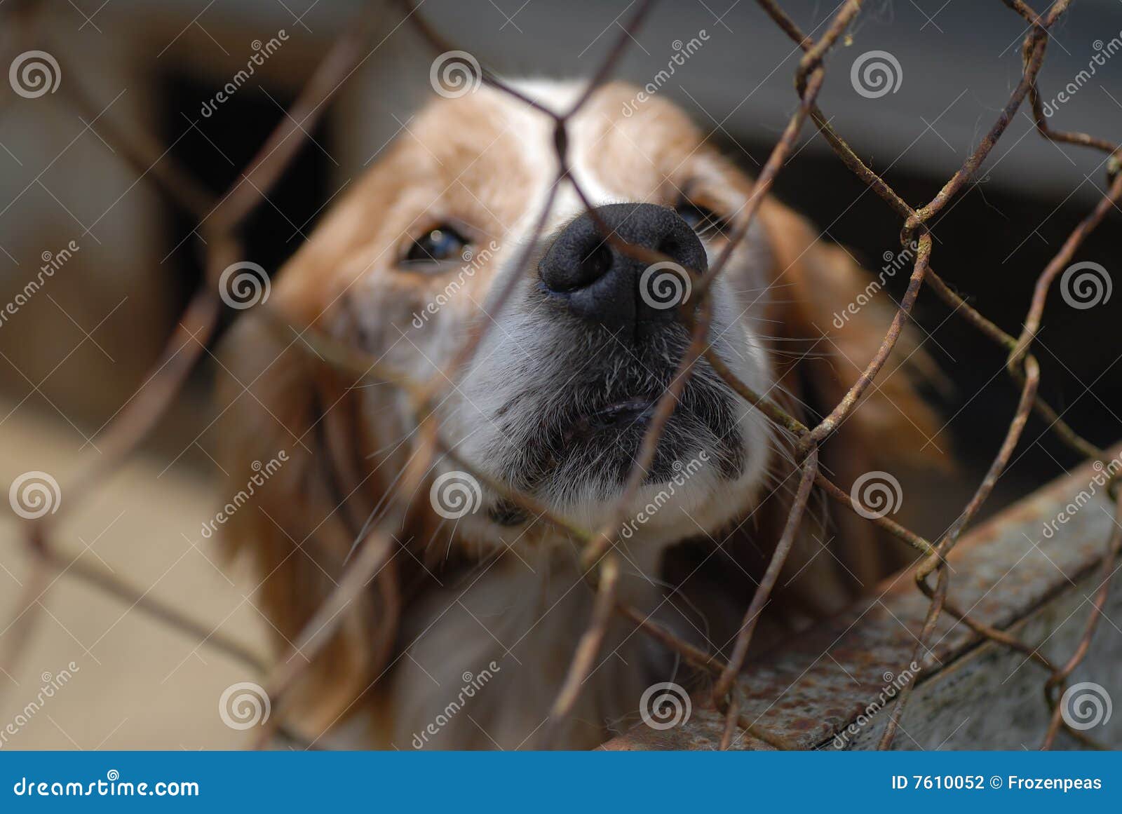 Dog In Pound Stock Photography Image 7610052