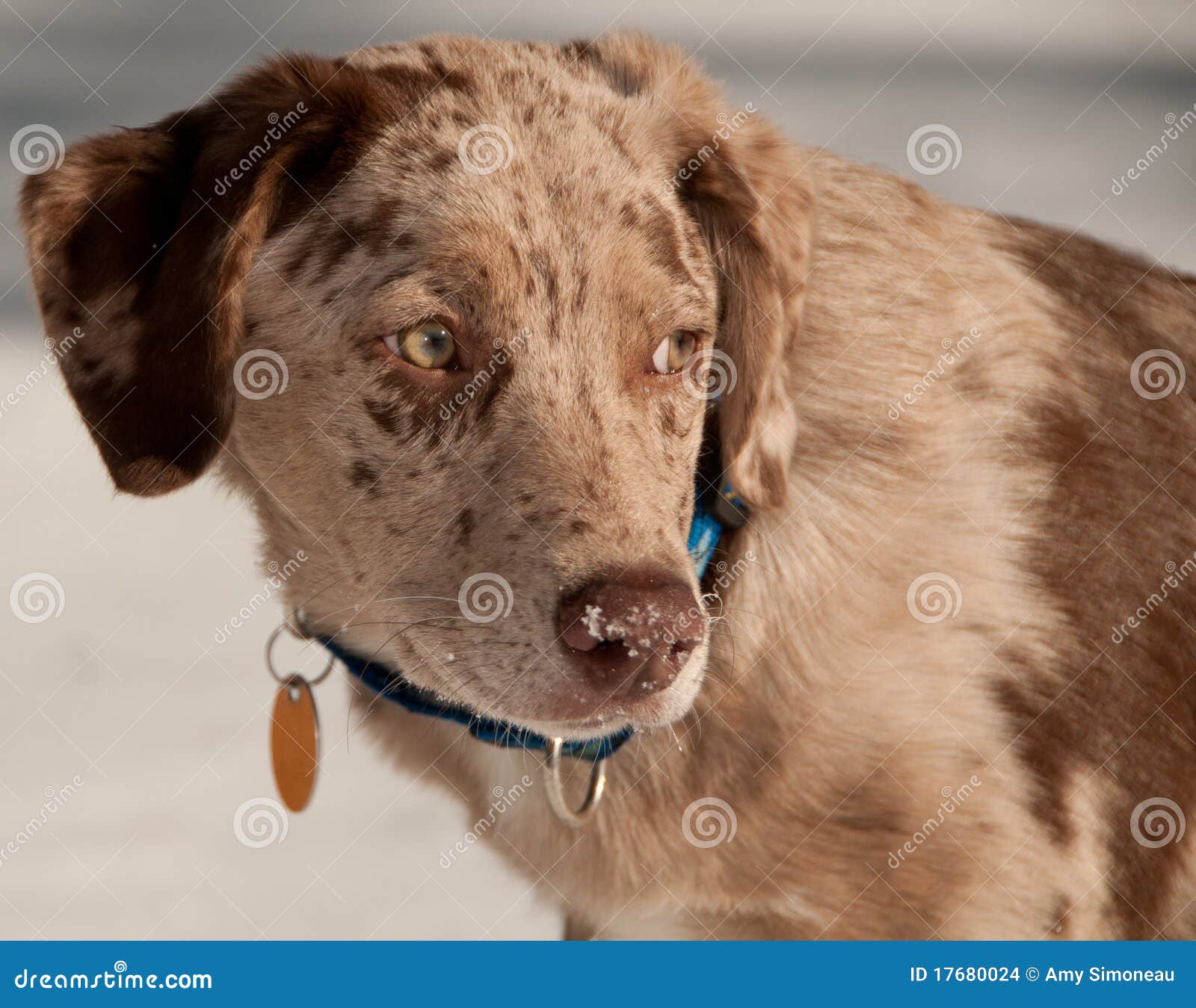 puppy profile profile stock images image 17680024 puppy profile profile stock images image 17680024