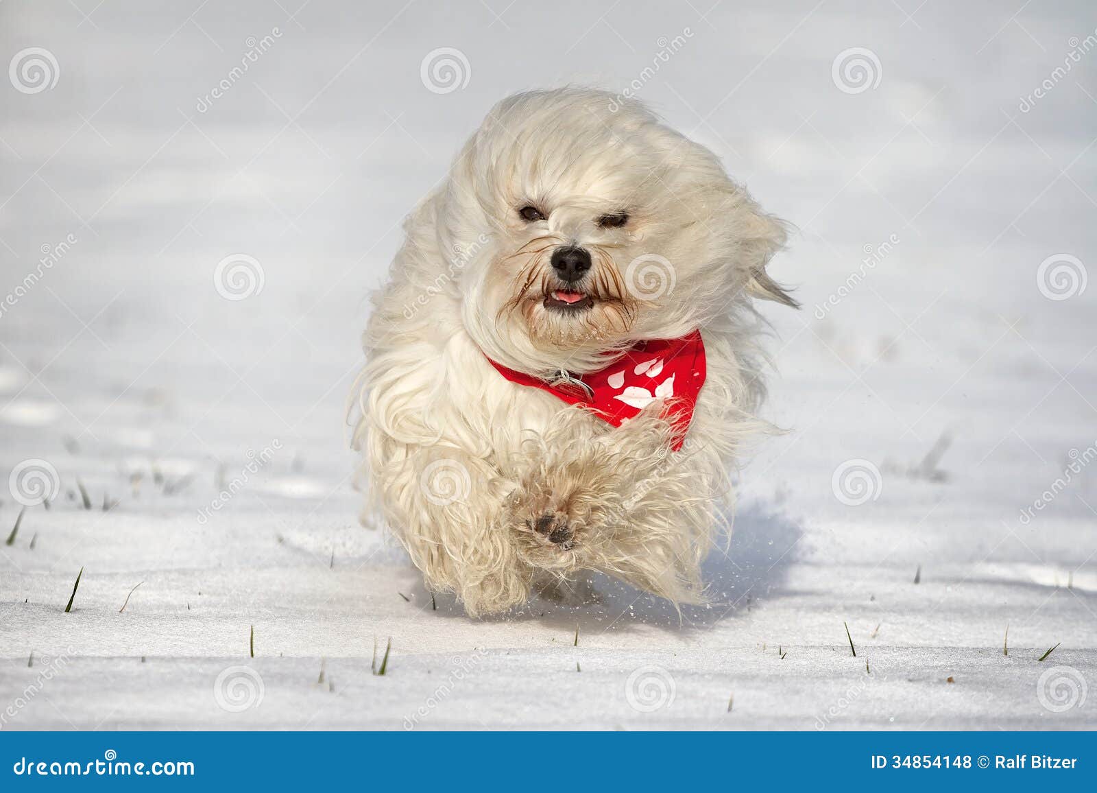 Small Dog Running Small Dog Running