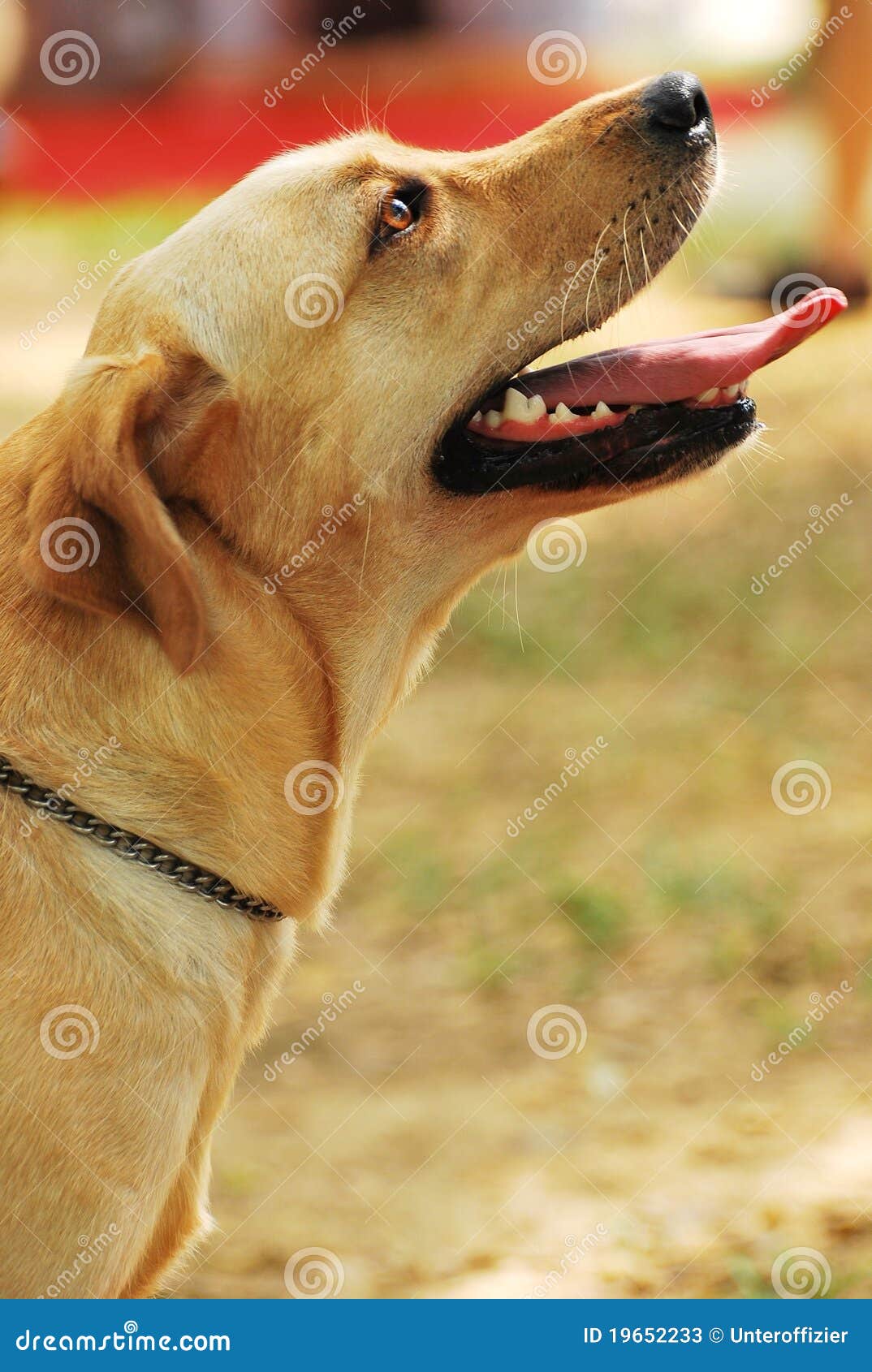 Dog Side View Stock Photos - Image: 19652233