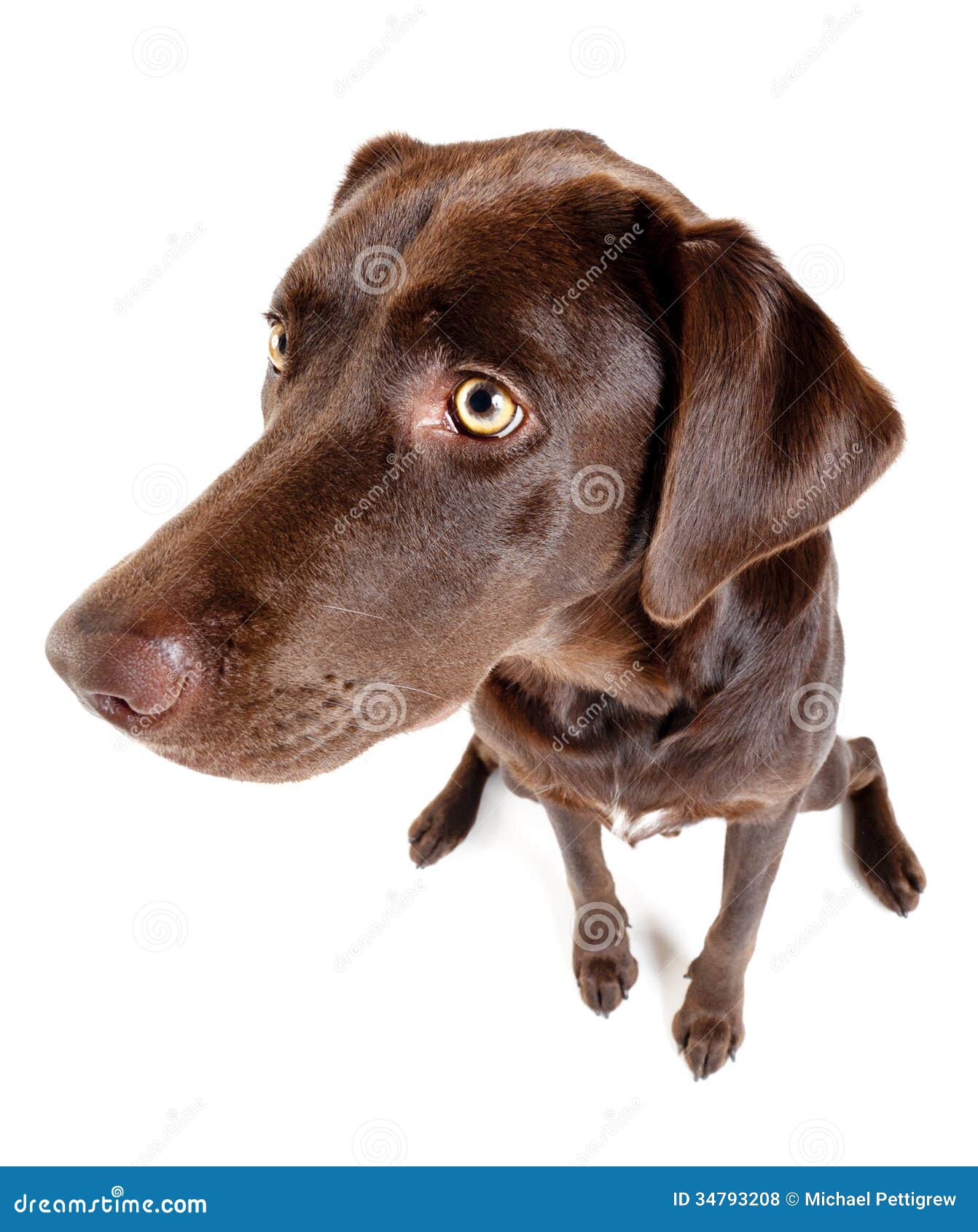 Dog Sitting And Looking On The Side. Royalty Free Stock Photos - Image