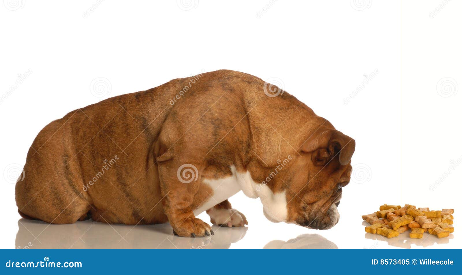 dog sniffing clipart - photo #38