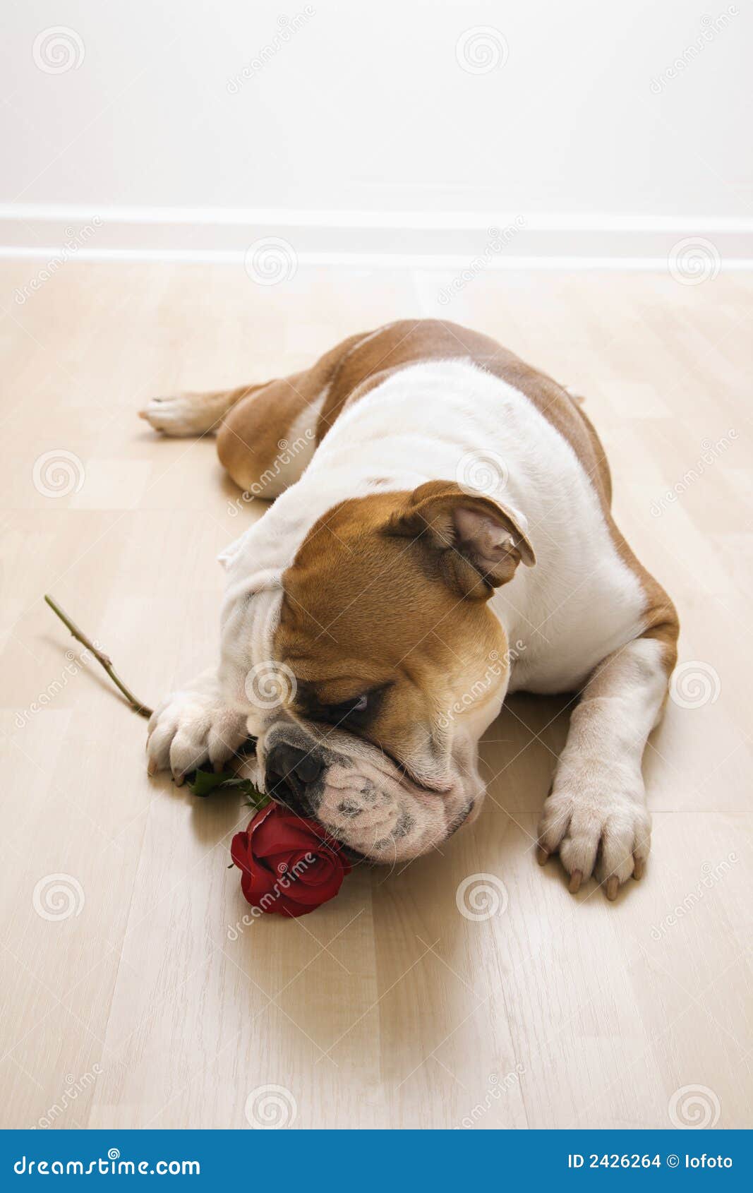 dog sniffing clipart - photo #46
