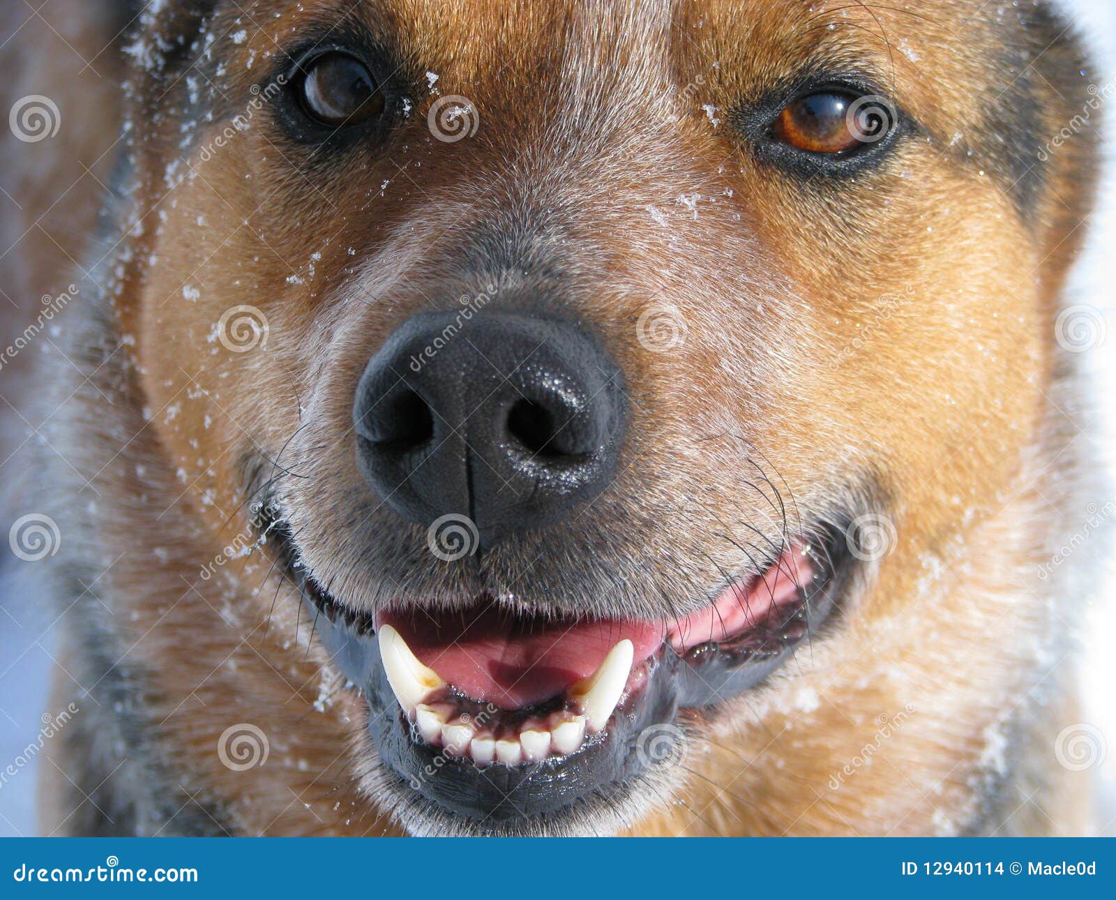 medium sized guard dogs standing guard in snow stock images image 12940114 medium sized guard dogs standing guard in snow stock images image 12940114