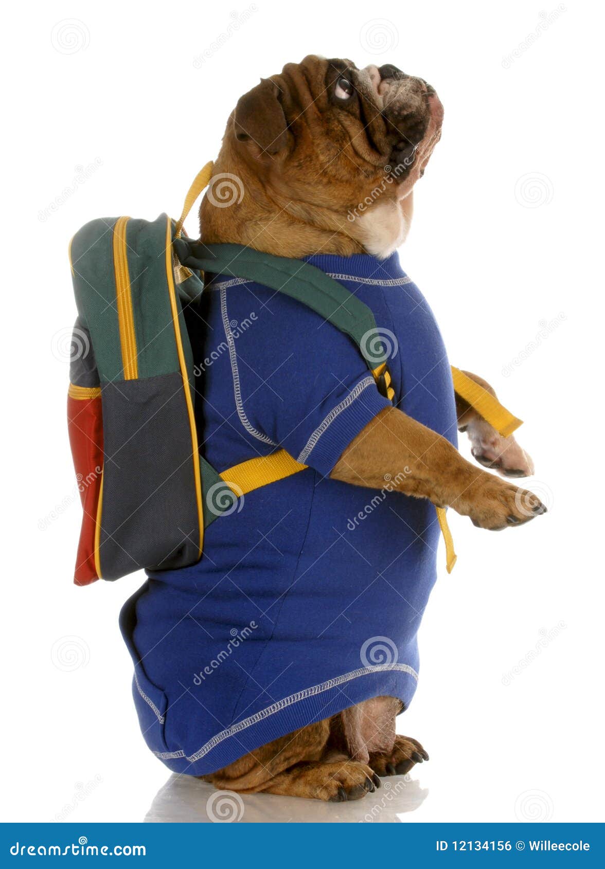 English bulldog standing up wearing blue sweater and backpack.