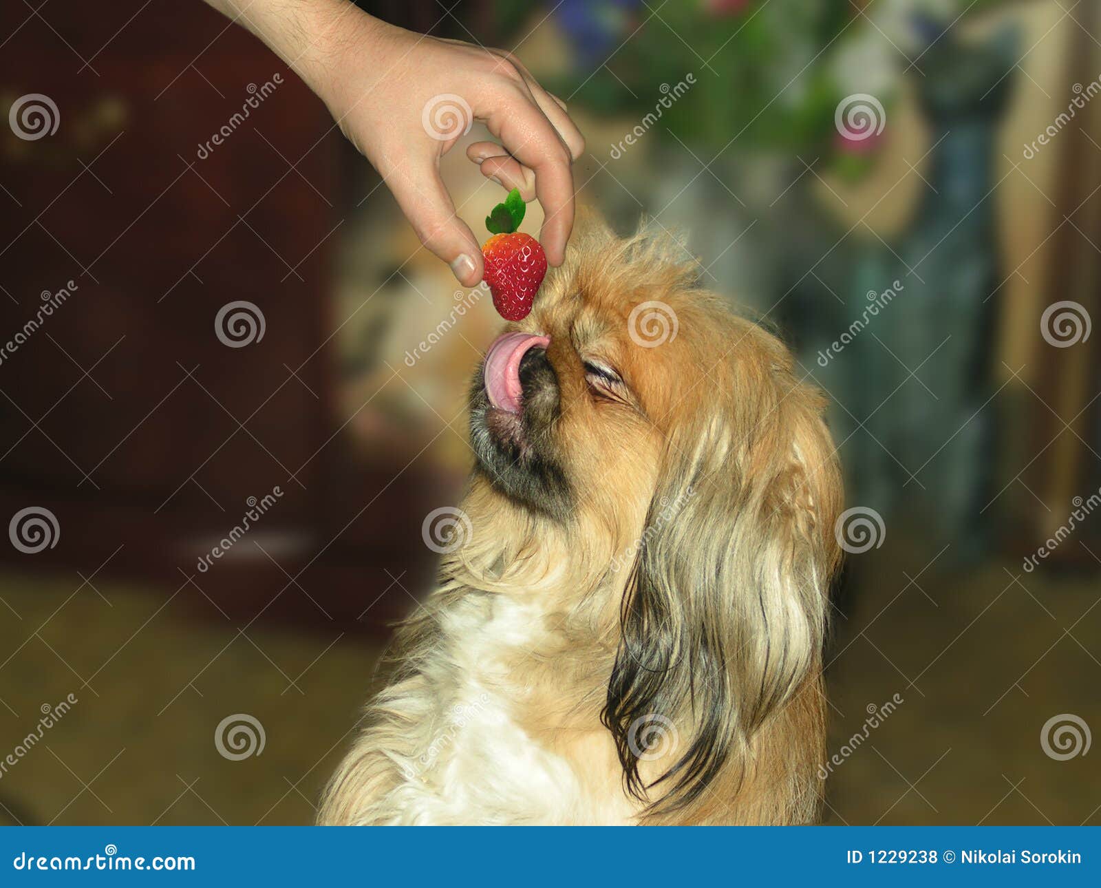 strawberries and dogs and strawberry royalty free stock photos image 1229238 strawberries and dogs and strawberry royalty free stock photos image 1229238