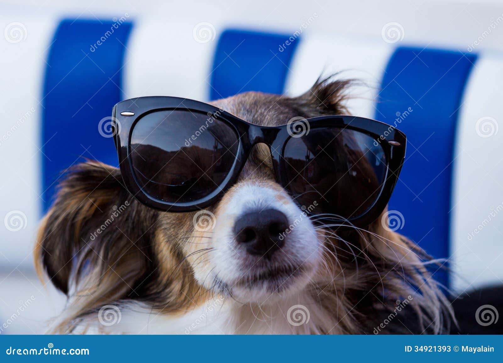 puppies with sunglasses with sunglasses stock photos image 34921393 puppies with sunglasses with sunglasses stock photos image 34921393