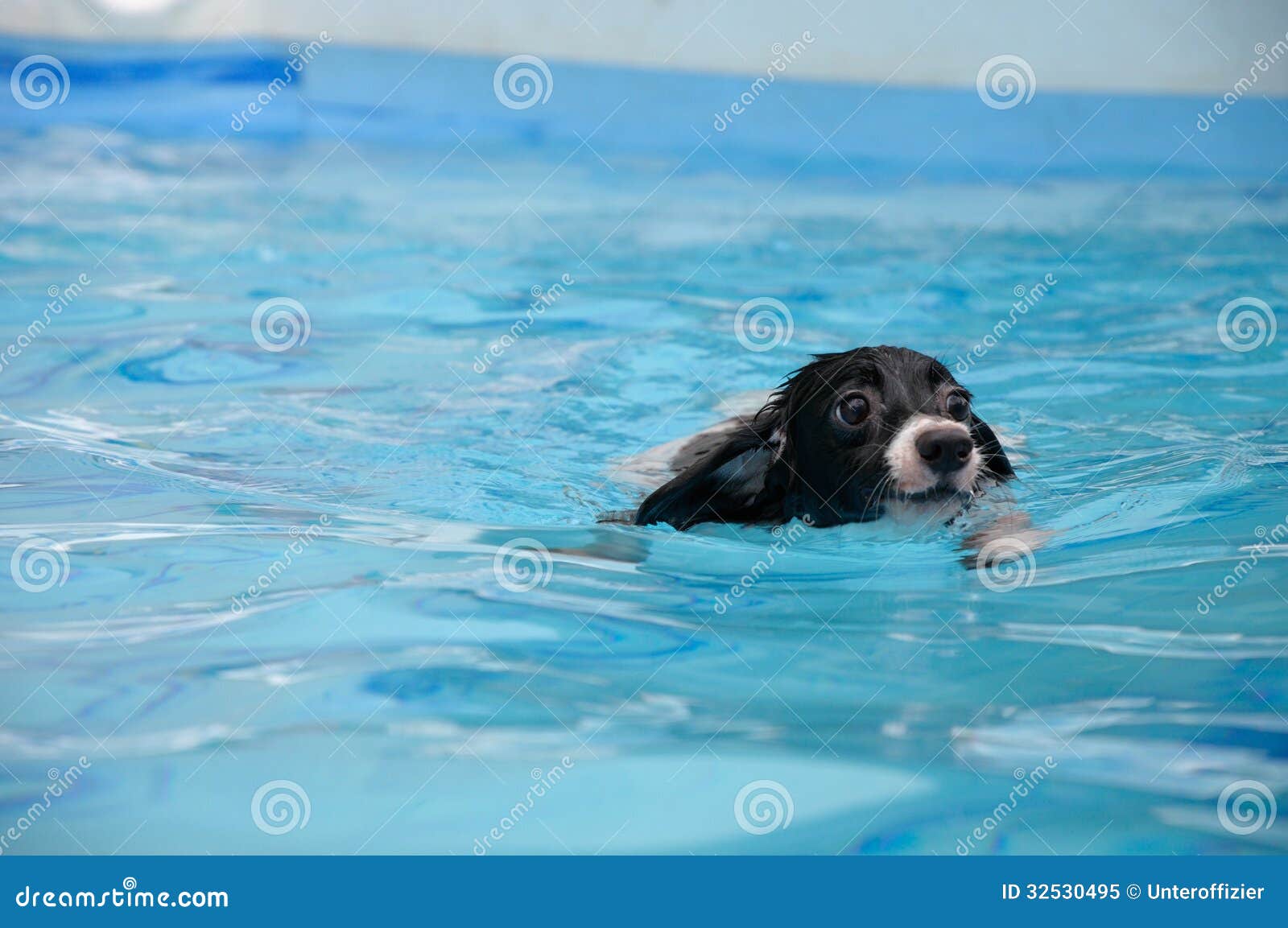 clipart dog swimming - photo #22