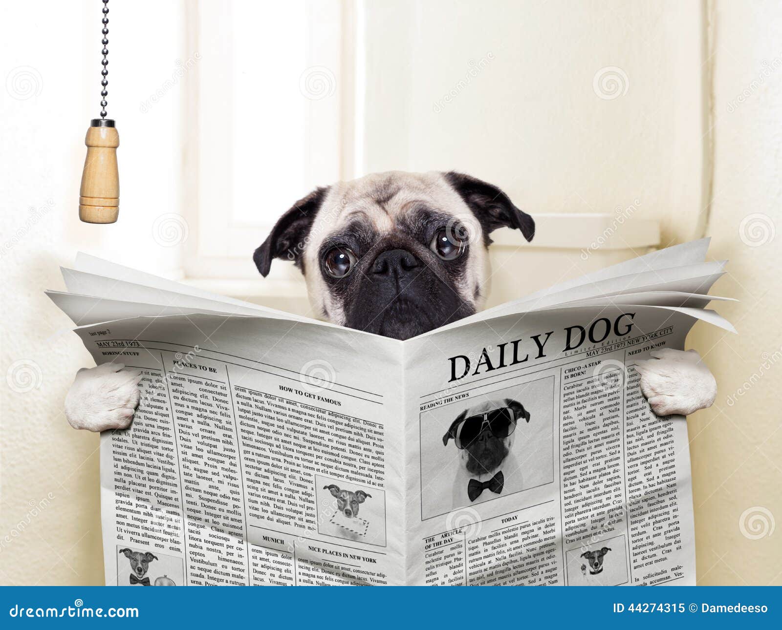 pug toilet toilet pug toilet toilet