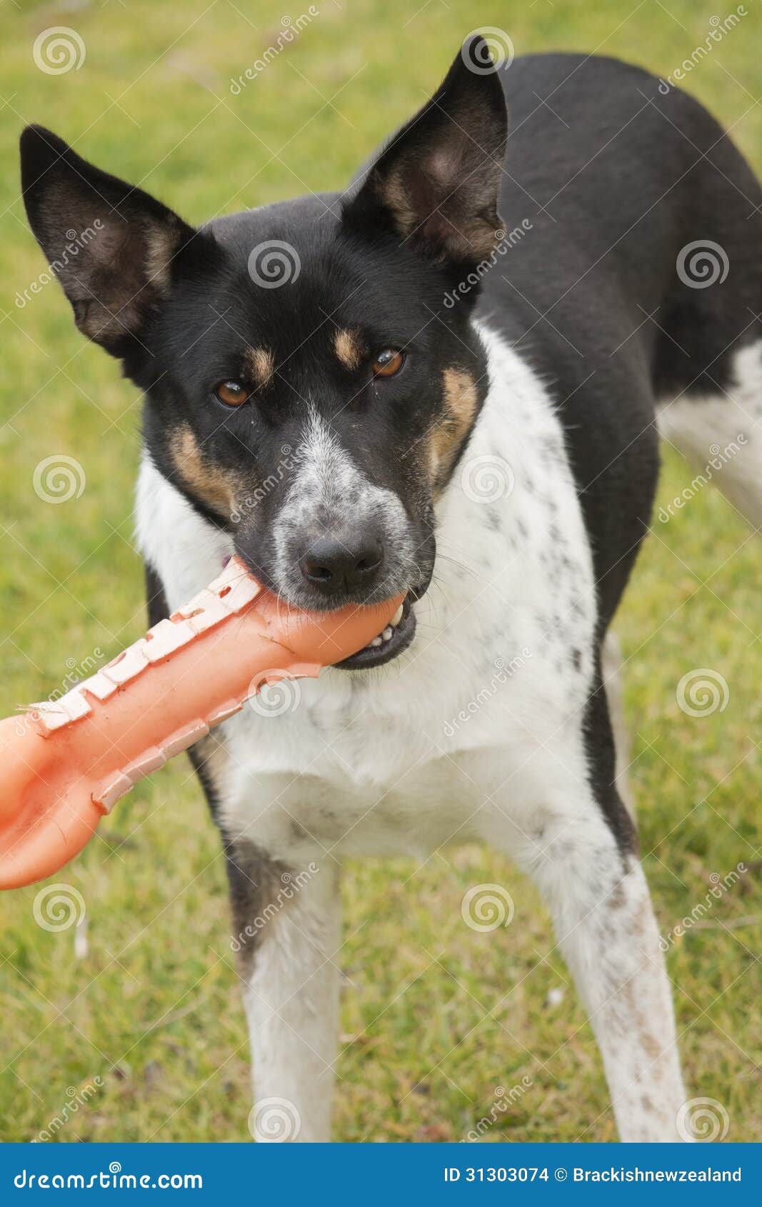 rottweiler with pointy ears with stock images image 31303074 rottweiler with pointy ears with stock images image 31303074