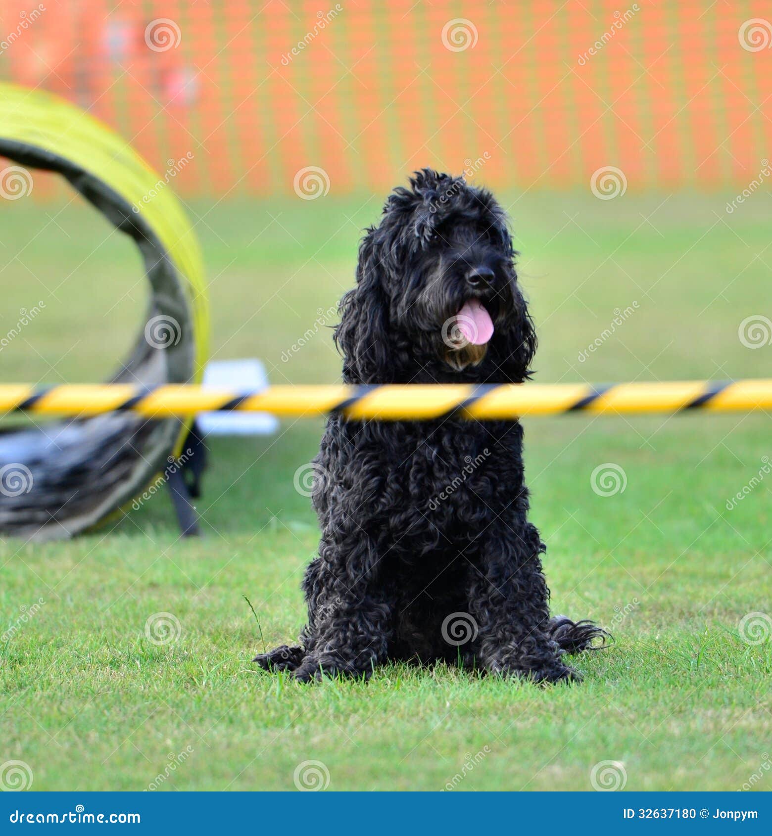 Dog Training For Beginners Stock Photo - Image: 32637180