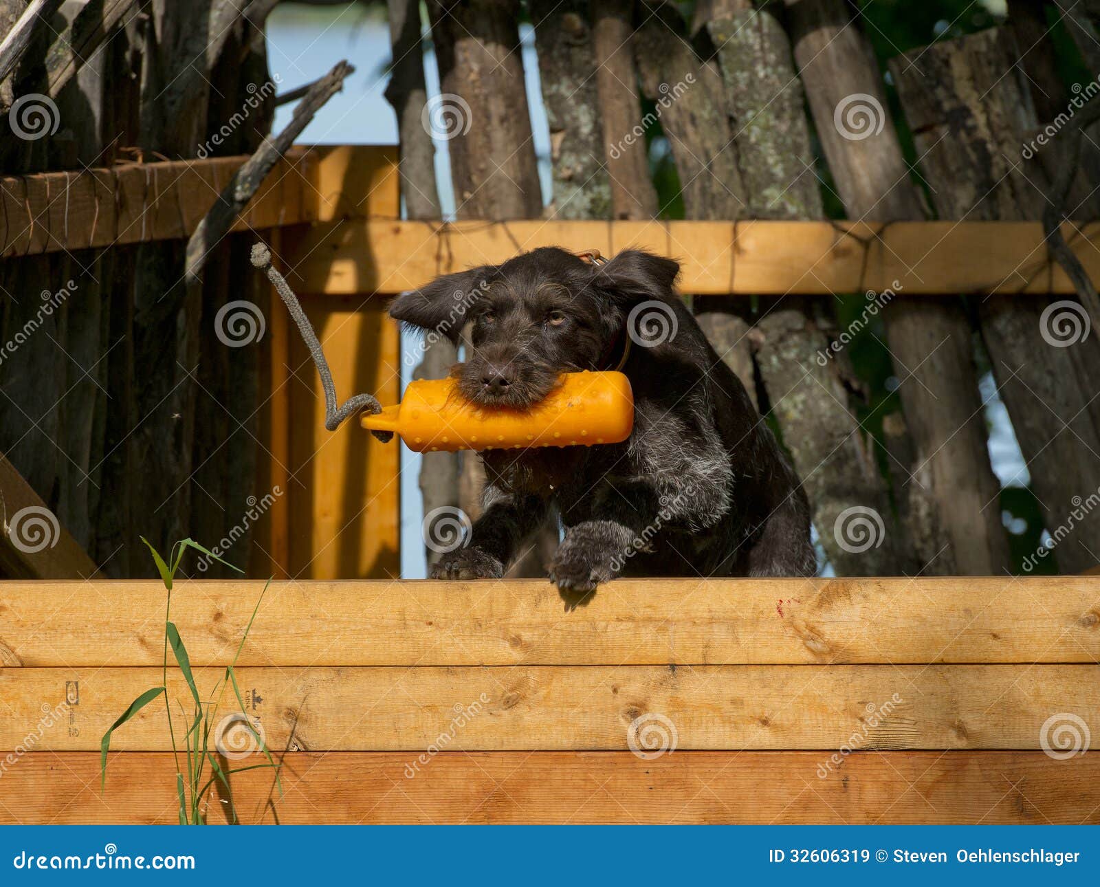 Dog Training Royalty Free Stock Images - Image: 32606319