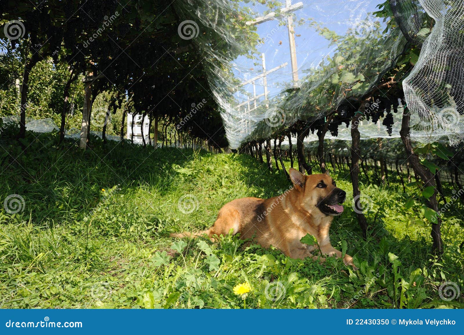 dogs in the vineyard in the vineyard stock photo image 22430350 dogs in the vineyard in the vineyard stock photo image 22430350