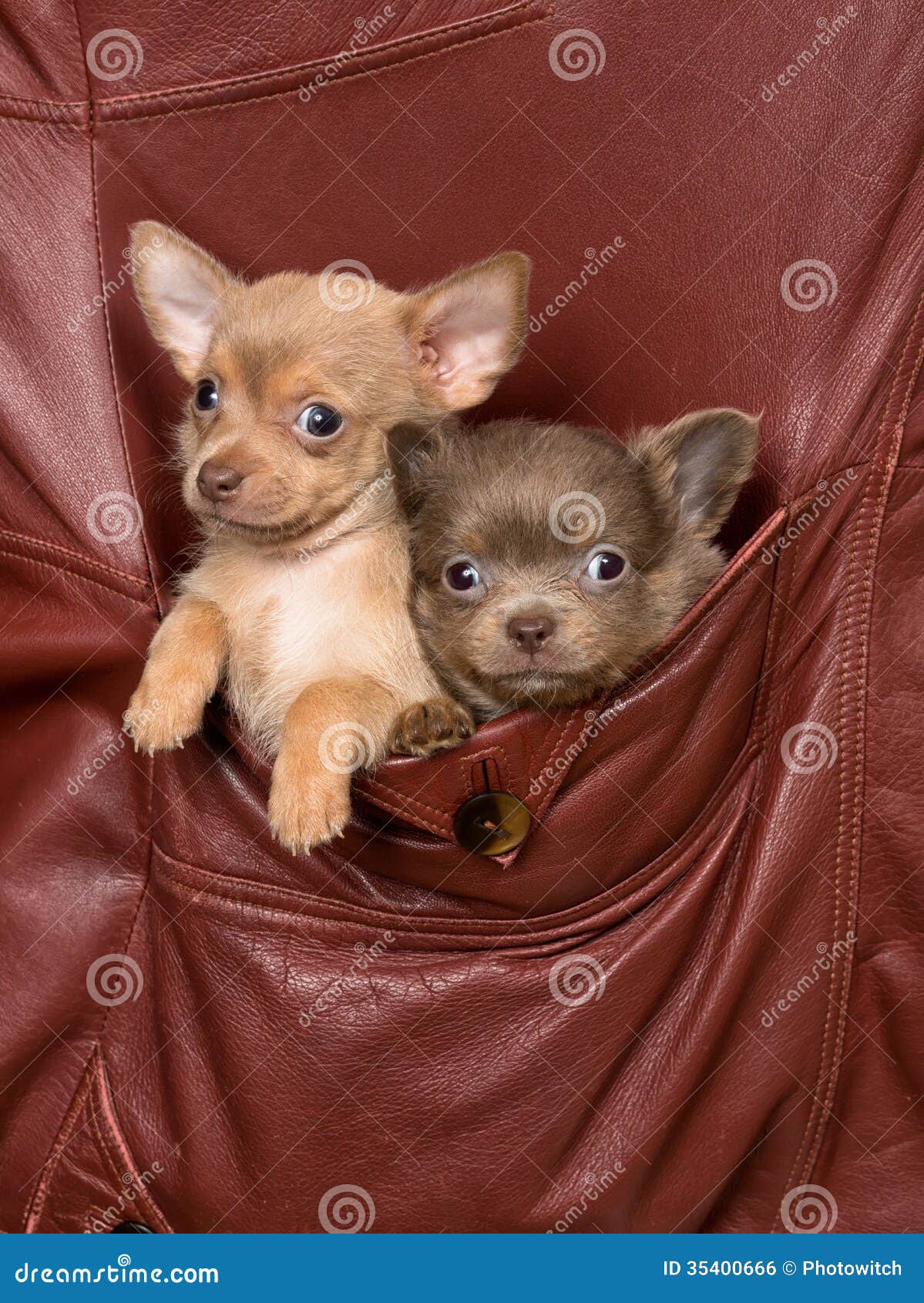 Cute Pocket Dogs dogs in a jacket pocket royalty free stock image ...