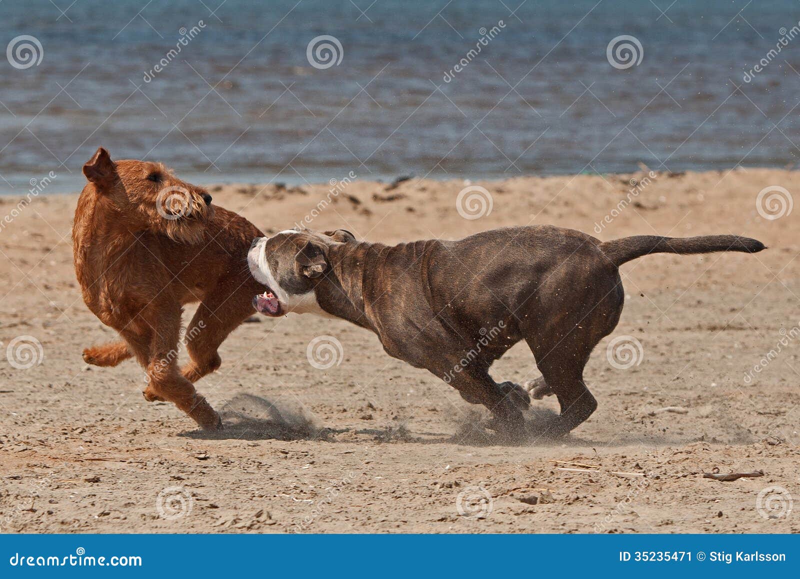 Bulldog clipart pictures Bulldog clipart pictures