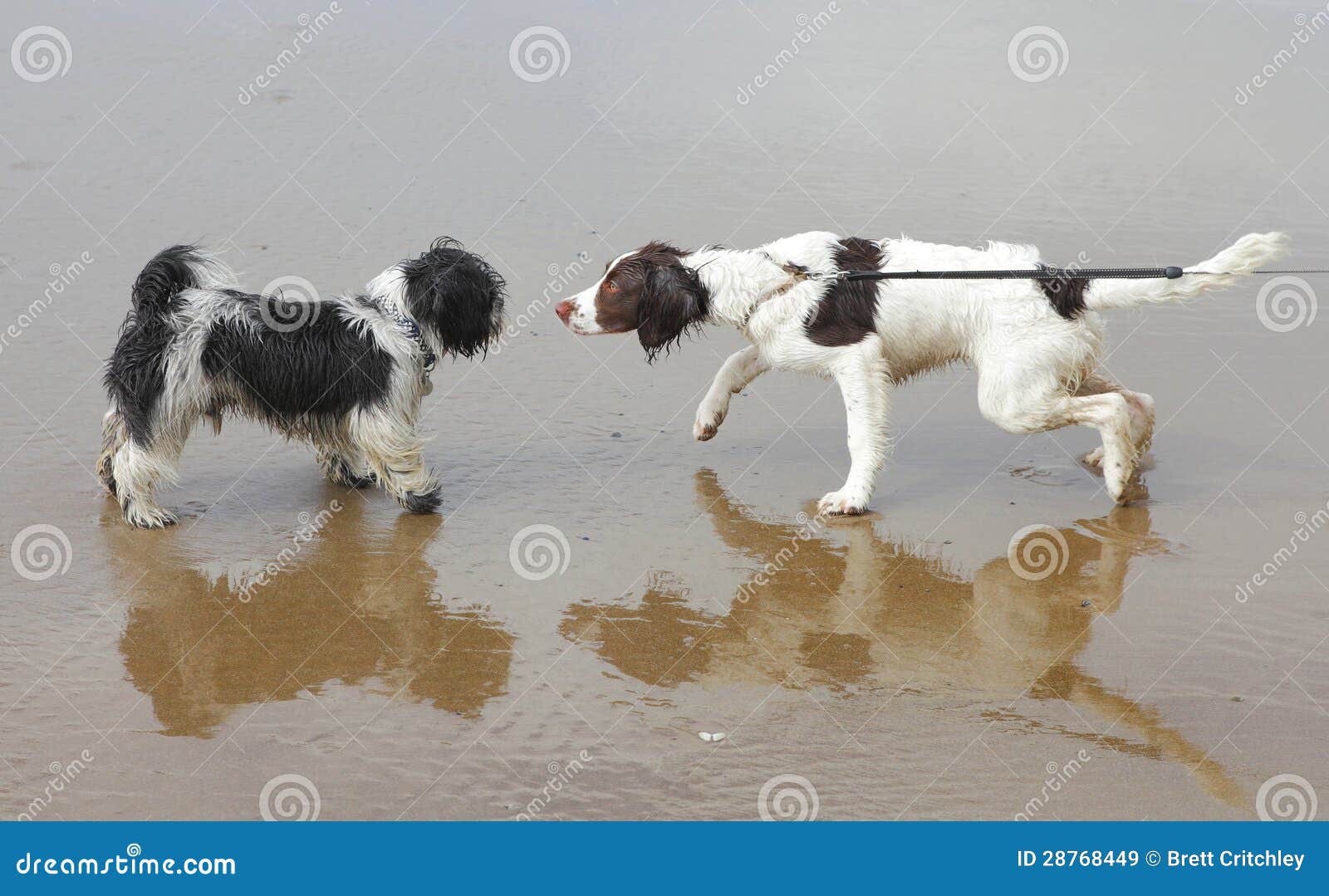 socializing dogs dogs socializing royalty free stock images image 28768449 socializing dogs dogs socializing royalty free stock images image 28768449