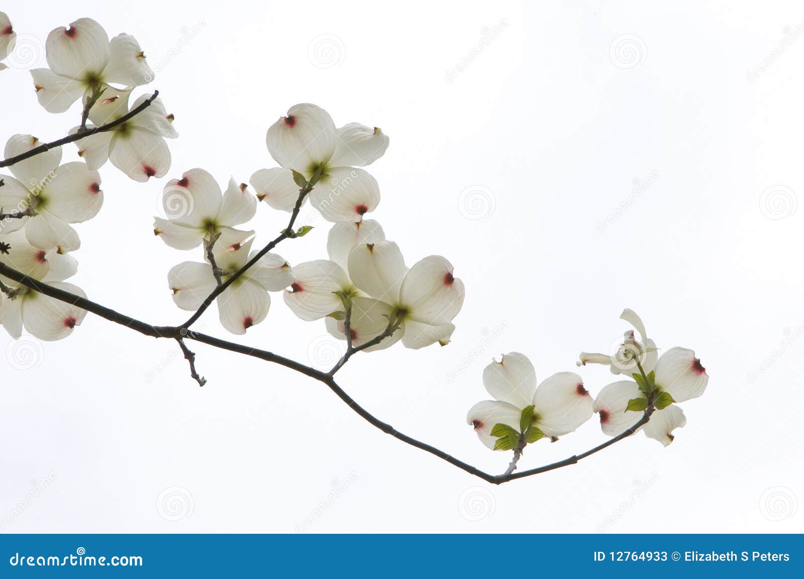 clip art dogwood tree - photo #24