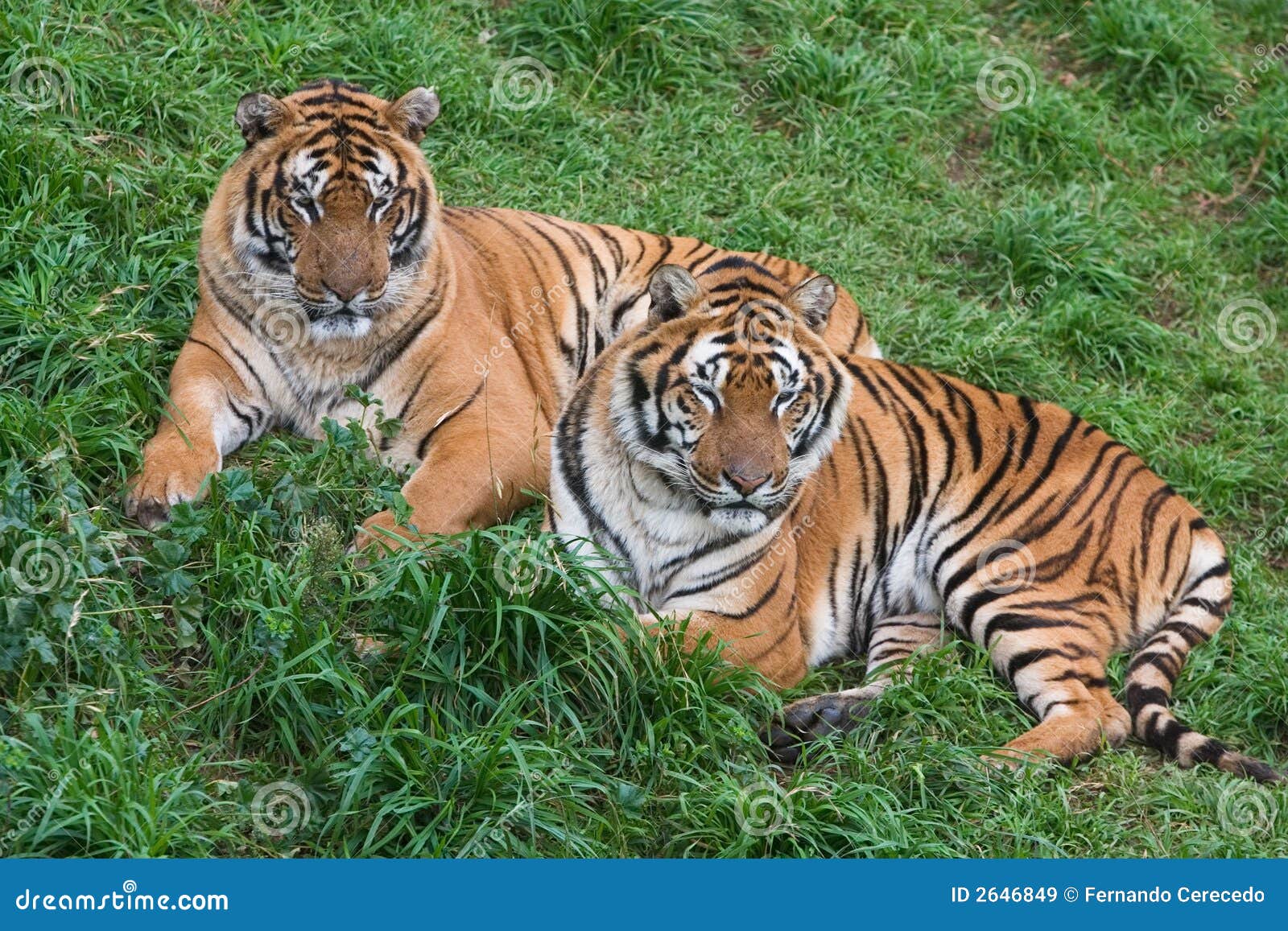 Os Dois Tigres [1941]