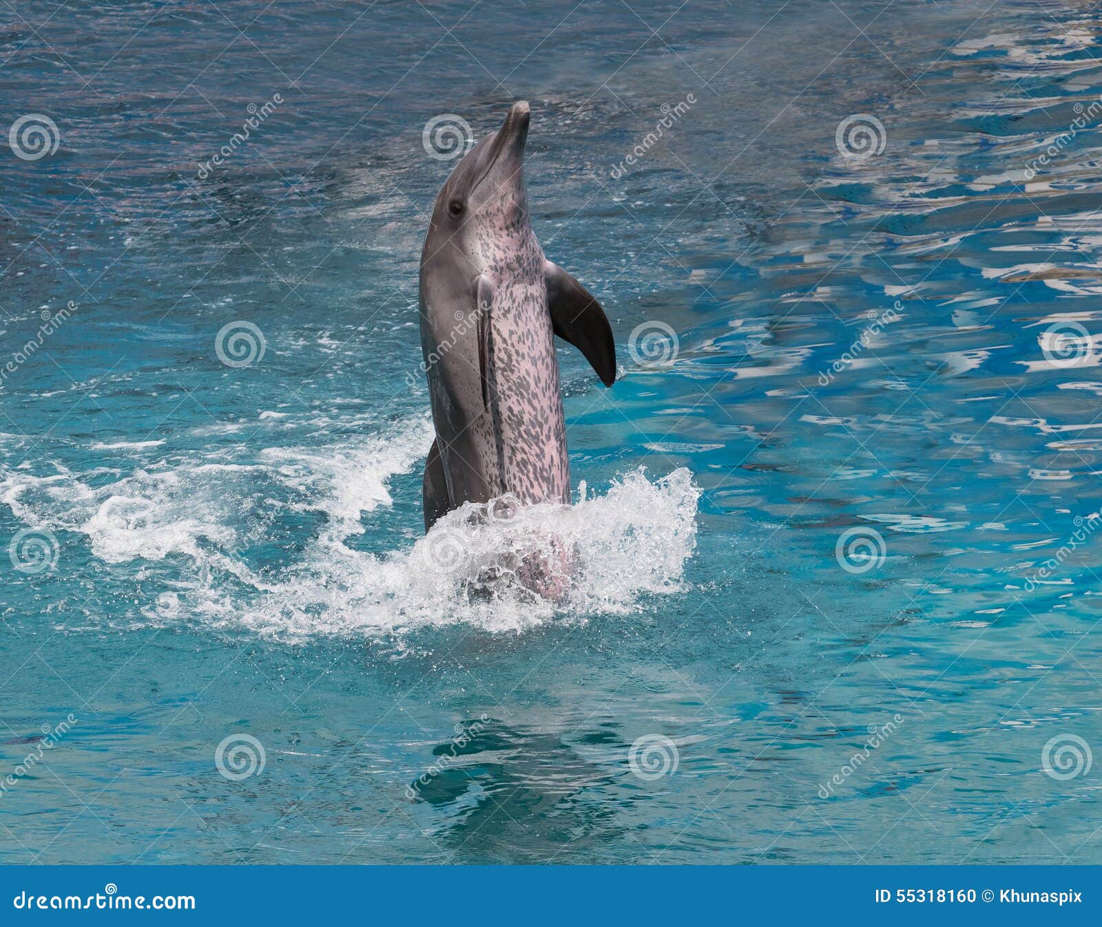 Mr Dolphin Show Mr Dolphin Show