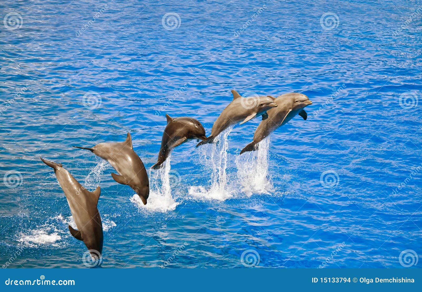 Dolphins Jumping Out Of The Water Stock Images - Image: 15133794