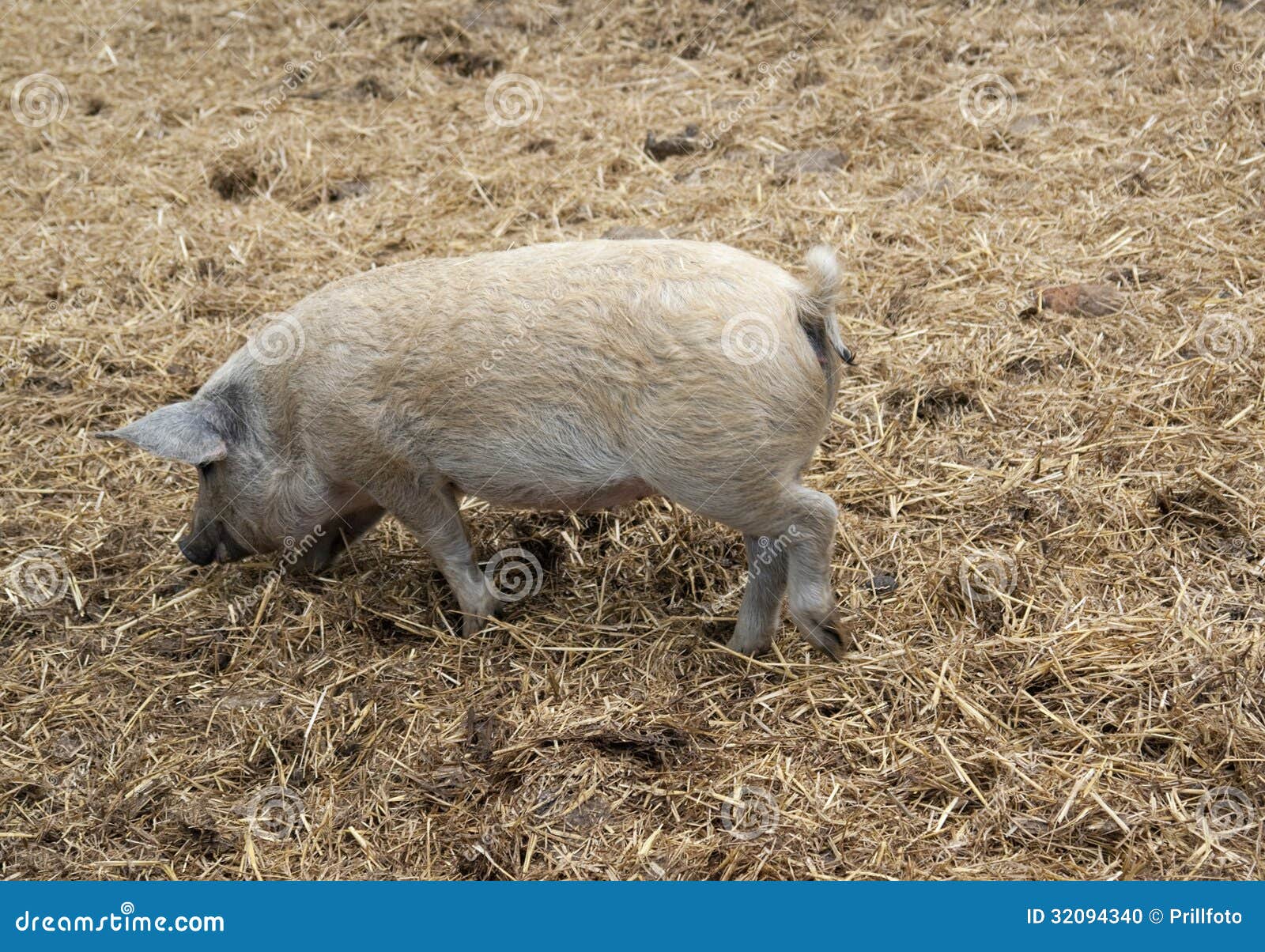 pigs manure