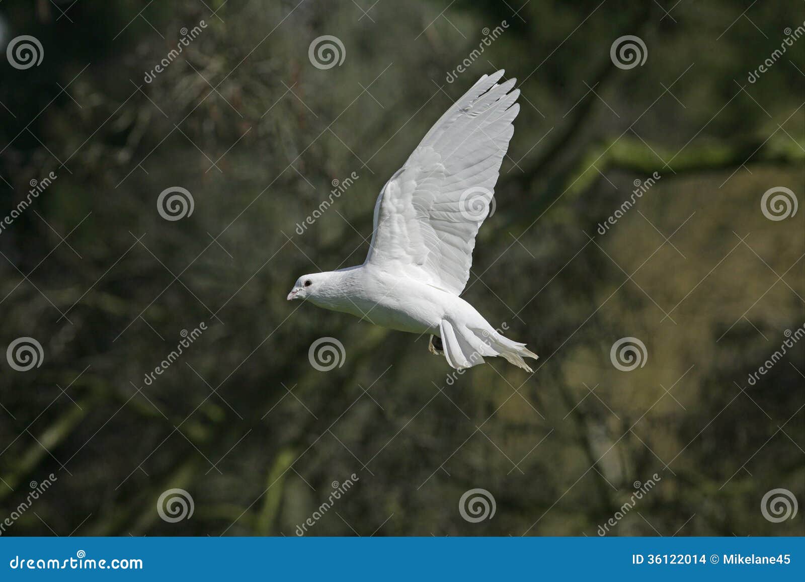 white pigeon mature singles White pigeon, michiganpopulation for white pigeon from the last gathering is 1627 you can view white pigeon venues that host many white pigeon mi events every year you can find a ton of properties for sale if you search the white pigeon. white pigeon mature singles White pigeon, michiganpopulation for white pigeon from the last gathering is 1627 you can view white pigeon venues that host many white pigeon mi events every year you can find a ton of properties for sale if you search the white pigeon.