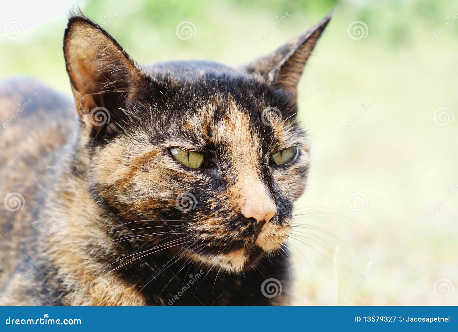 Domestic Short Hair Cat Royalty Free Stock Photography - Image ...