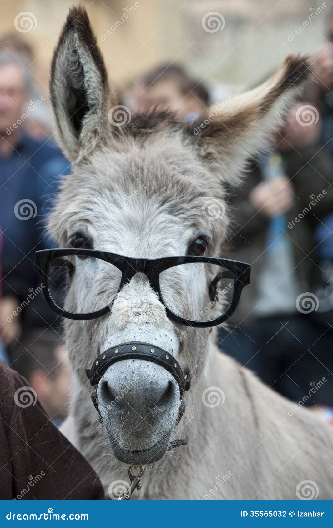 donkey-glasses-looking-you-35565032.jpg