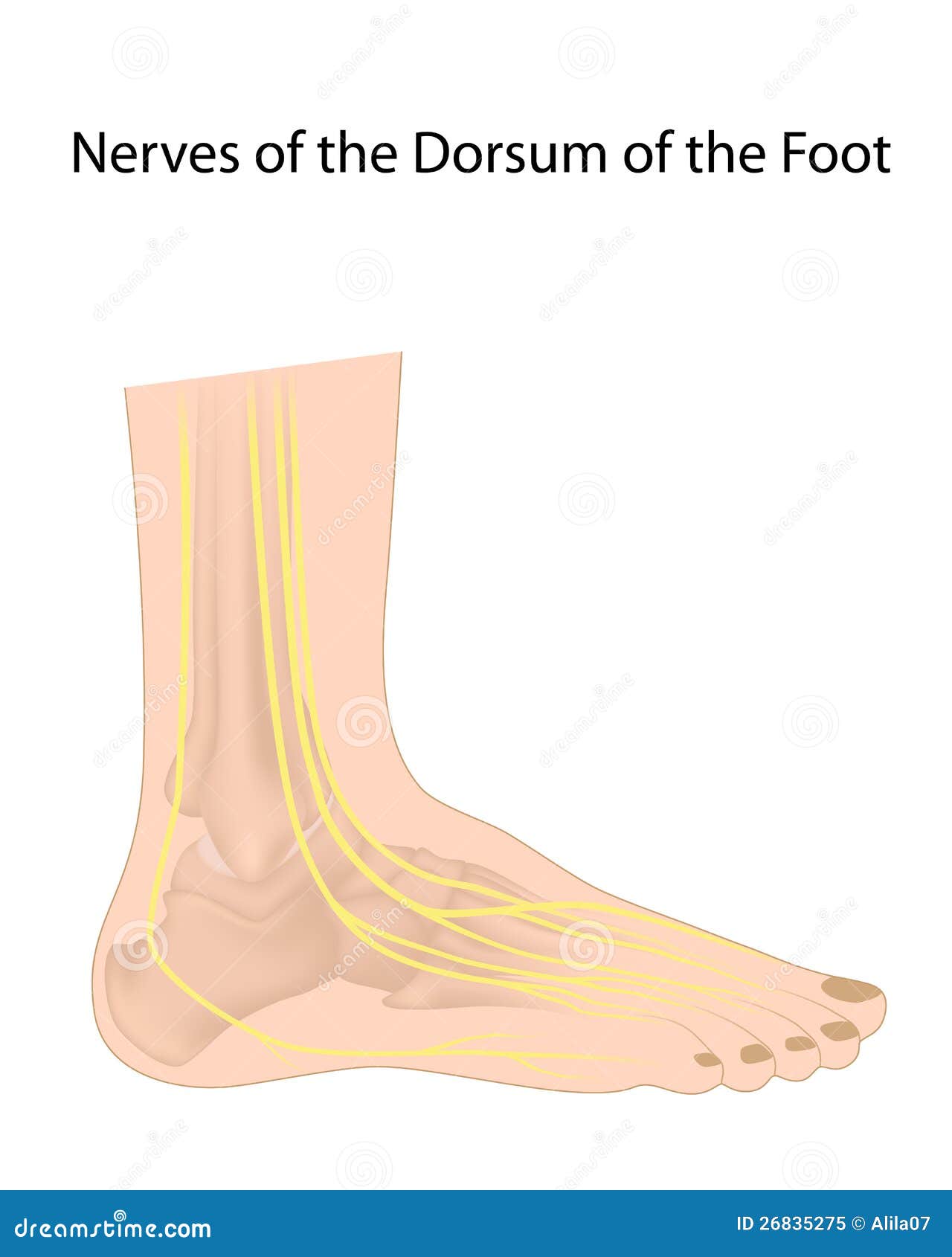 Dorsal Digital Nerves Of Foot Royalty Free Stock Photo - Image: 26835275