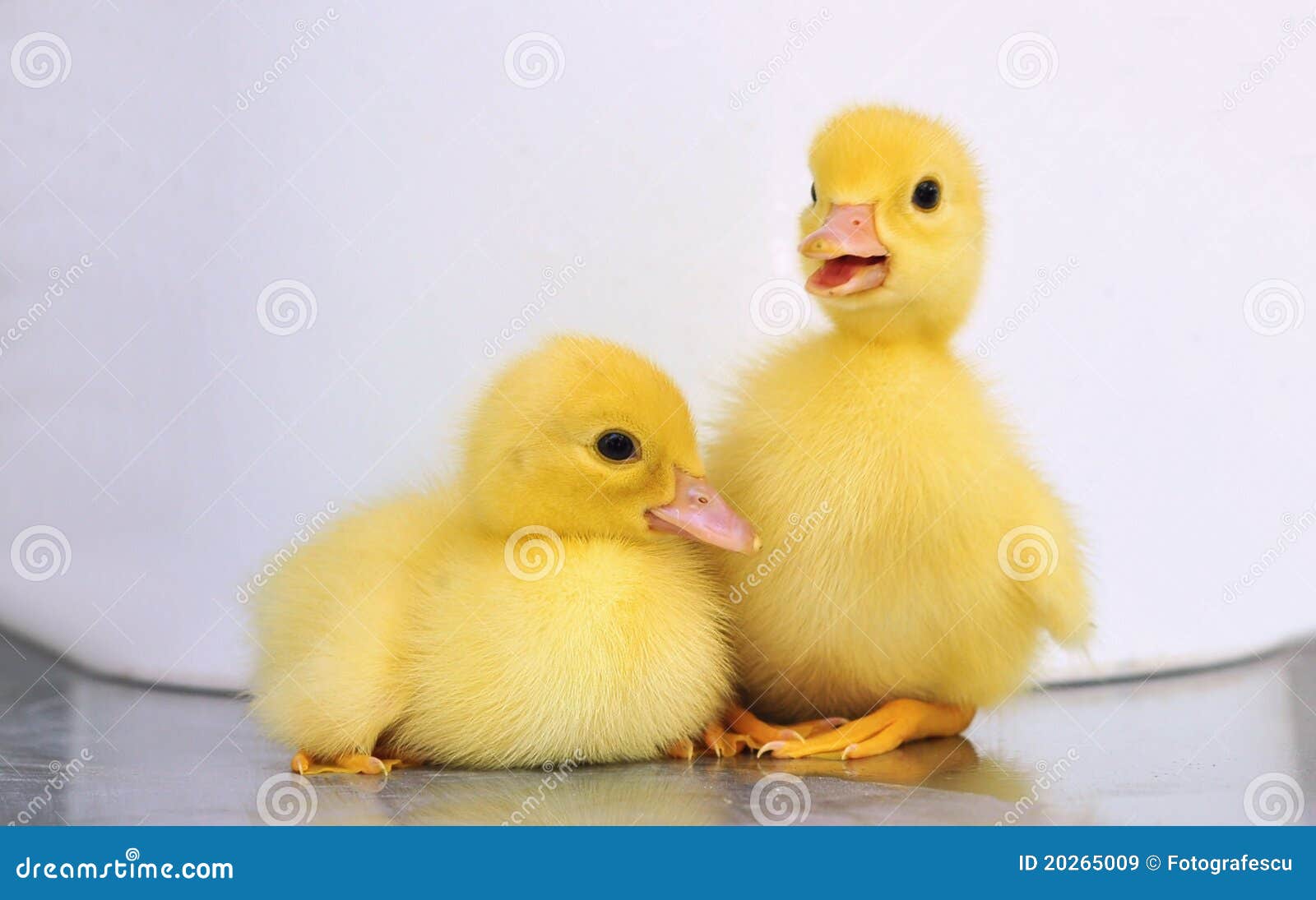 http://thumbs.dreamstime.com/z/dos-patos-amarillos-del-beb%C3%A9-20265009.jpg