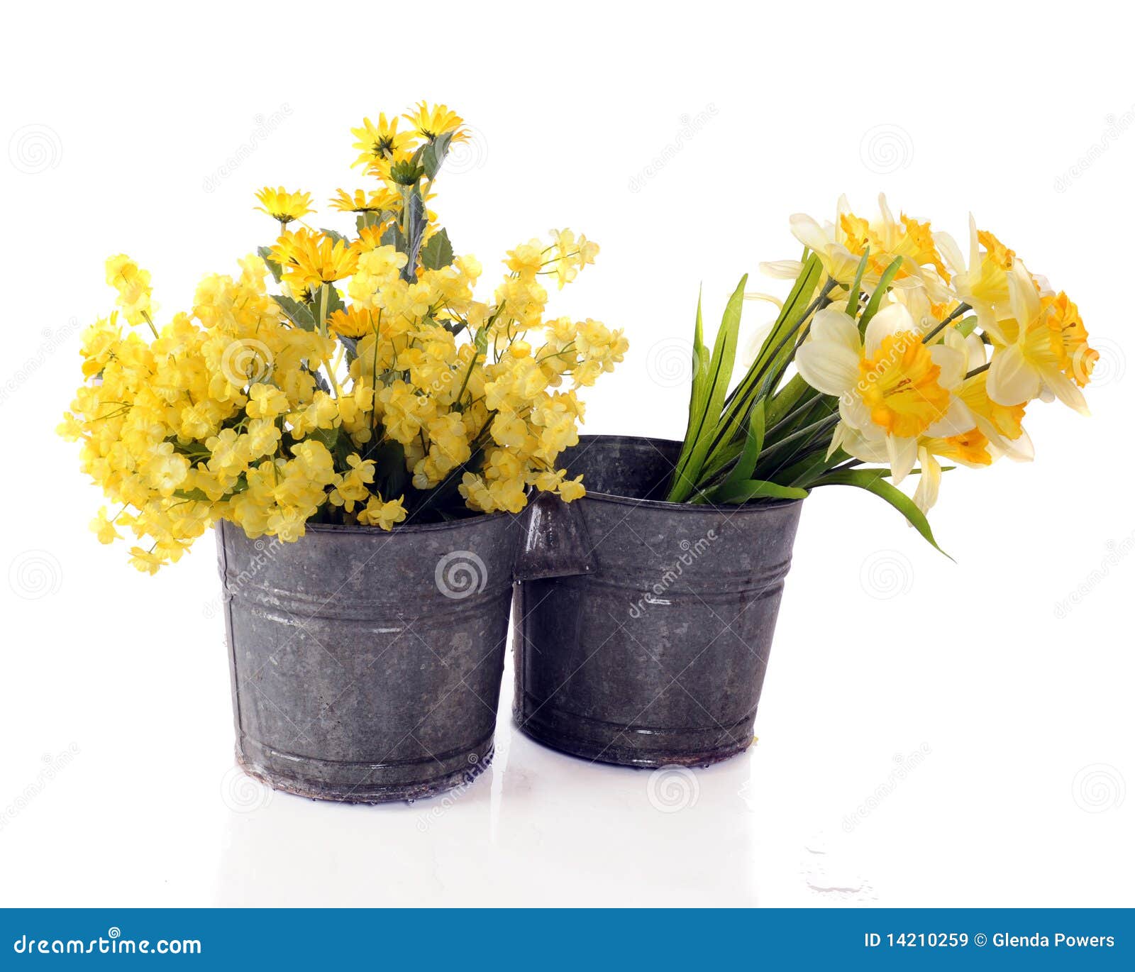 Cut yellow garden flowers in a double bucket. Isolated on white.