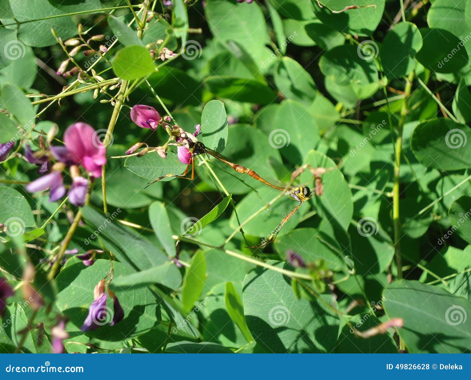 dragonflies in the mating season stock photo image dragonflies in the mating season stock photo image