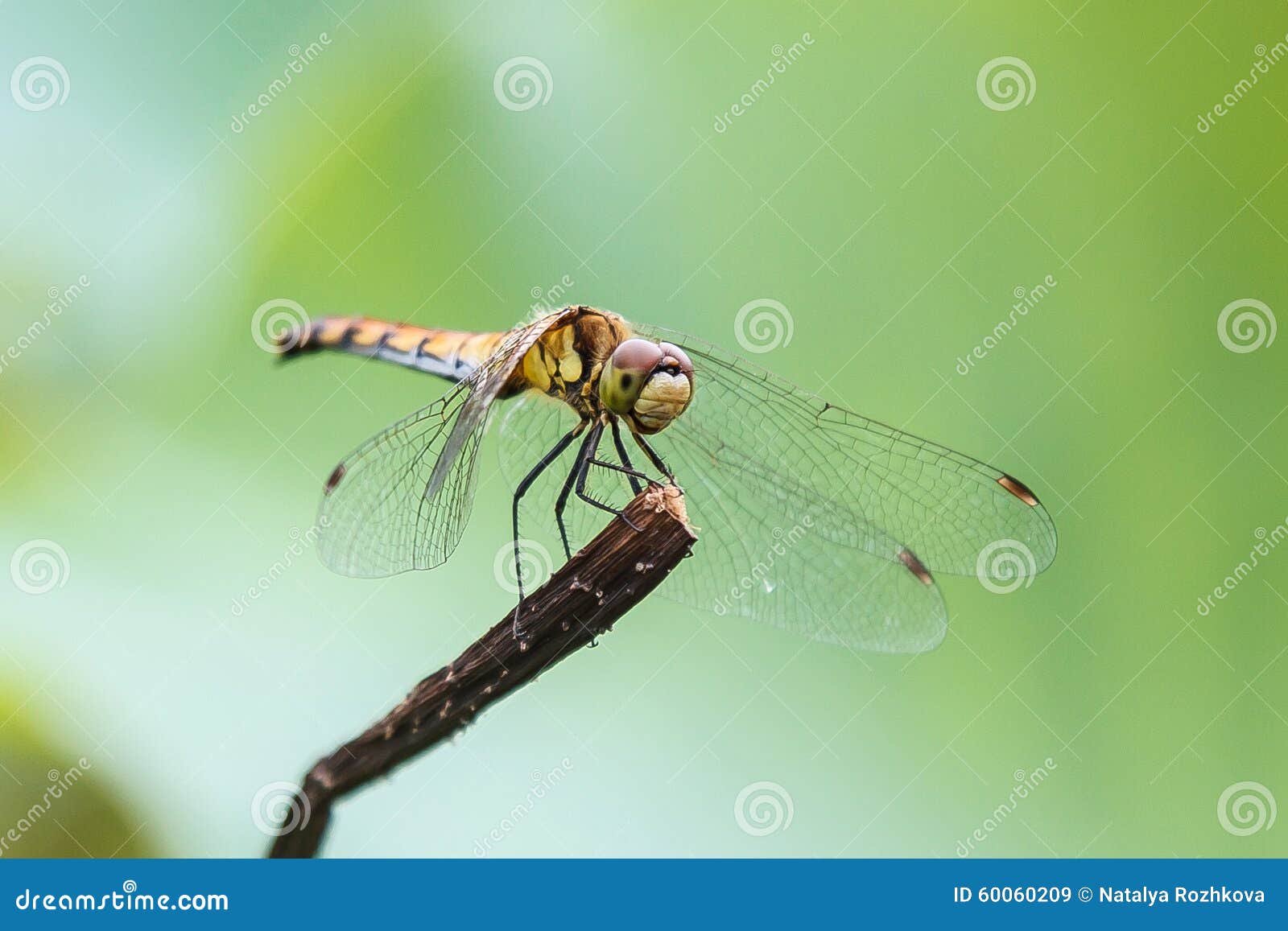 Dragonfly, Macro. St