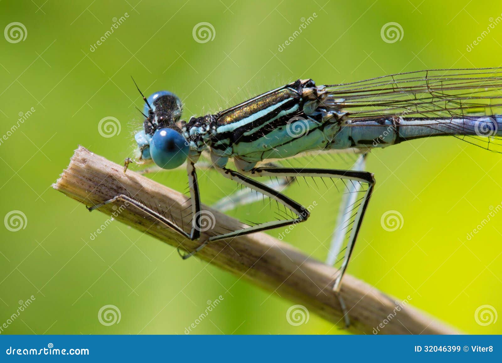 Dragonfly. Macro Roy