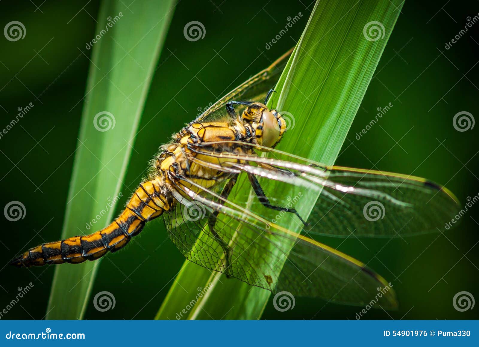 Dragonfly-macro Stoc