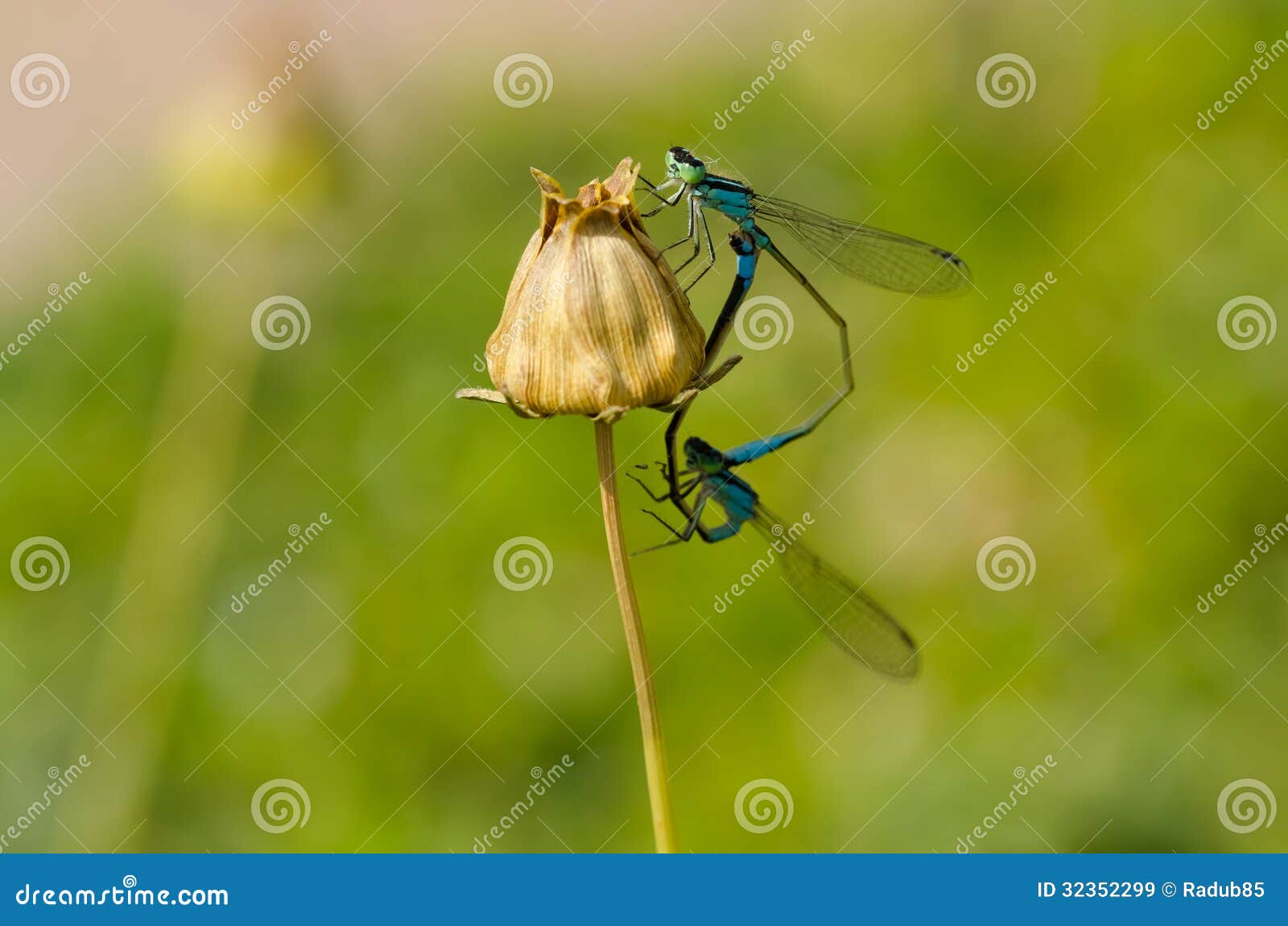 Animals Mating With Human Clips | just b.CAUSE Animals Mating With Human Clips | just b.CAUSE