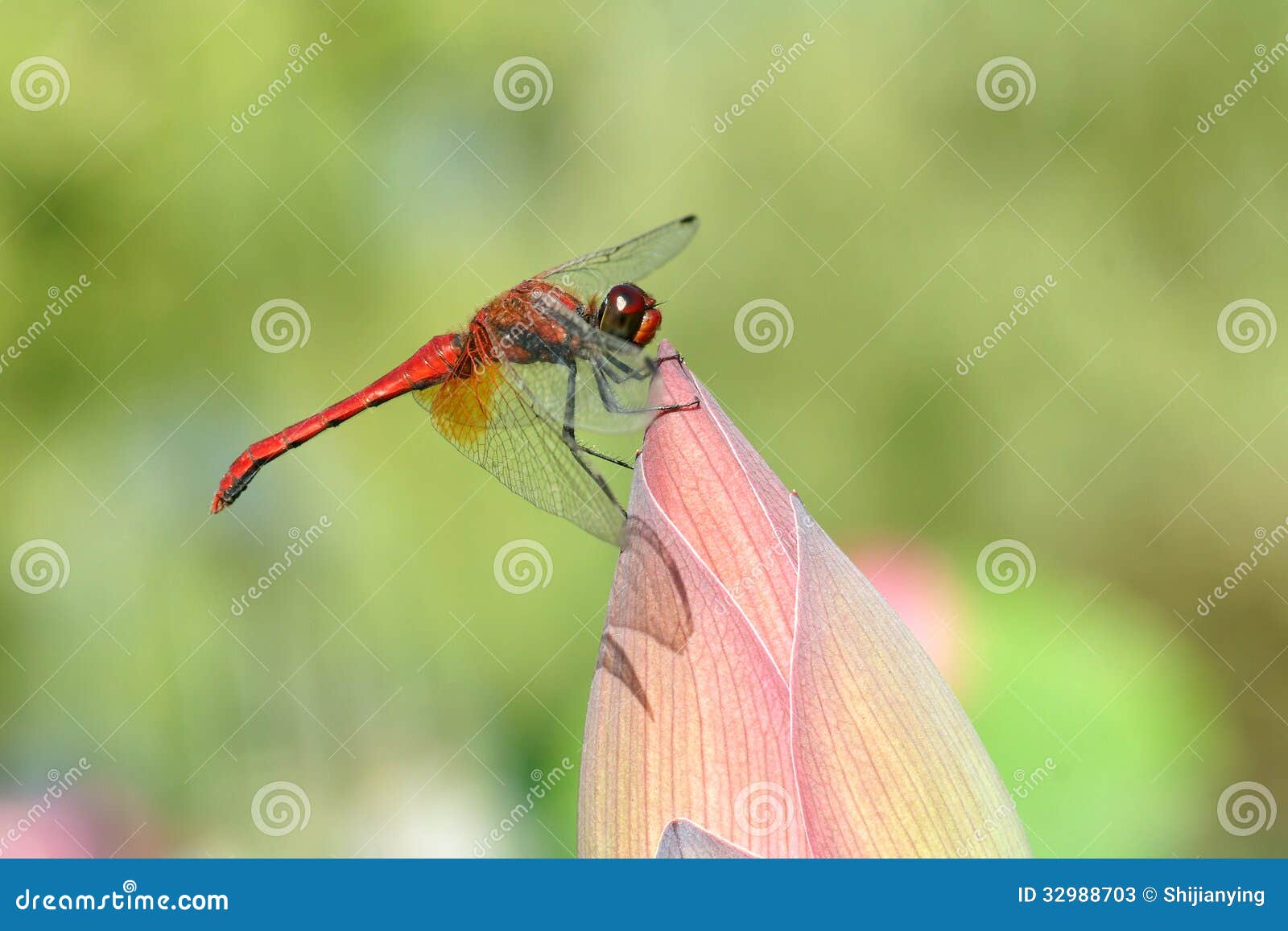 dragonfly stock photos image 32988703 dragonfly stock photos image 32988703