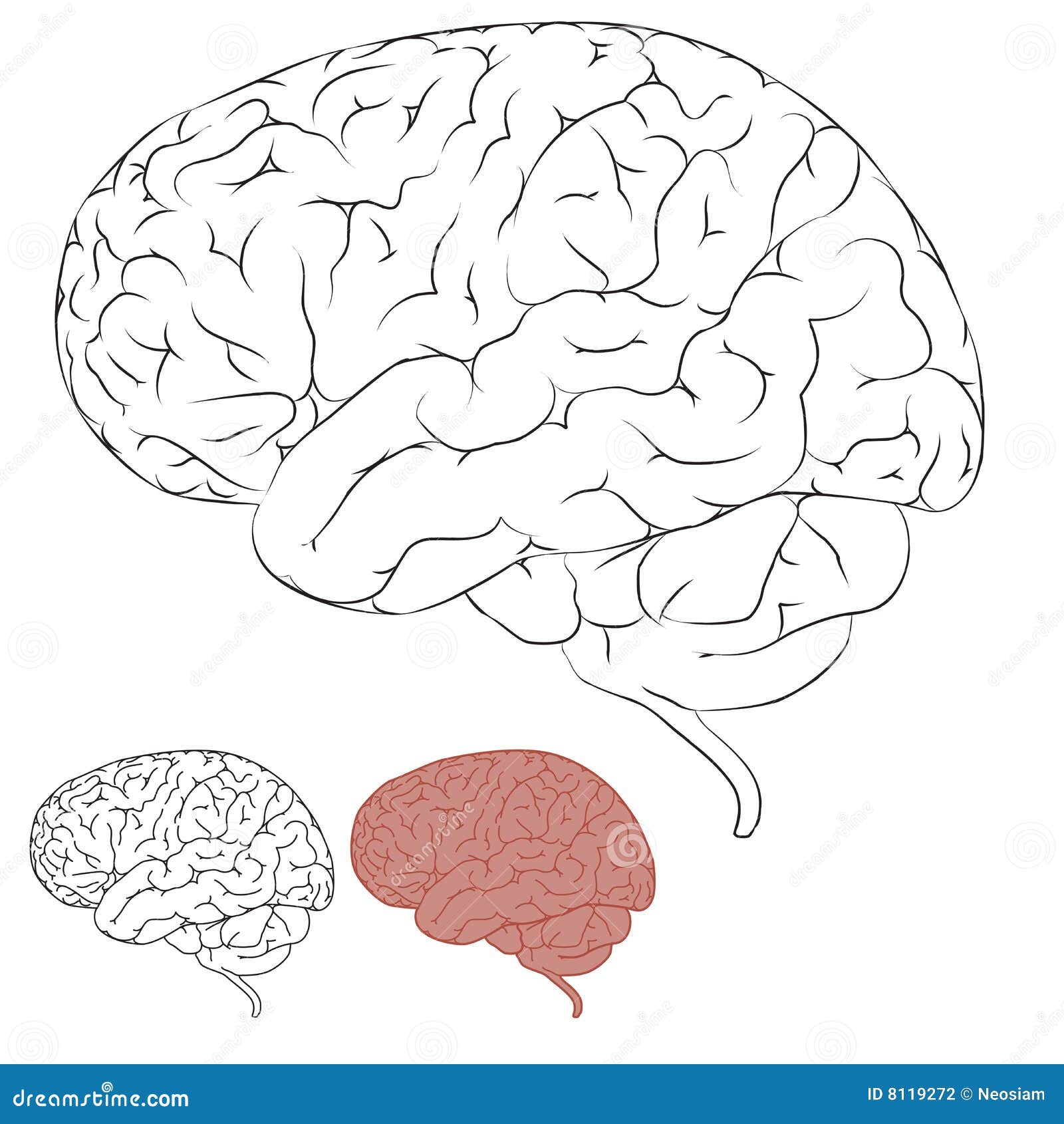 Line Drawing Brain : Drawing human brain stock photography image