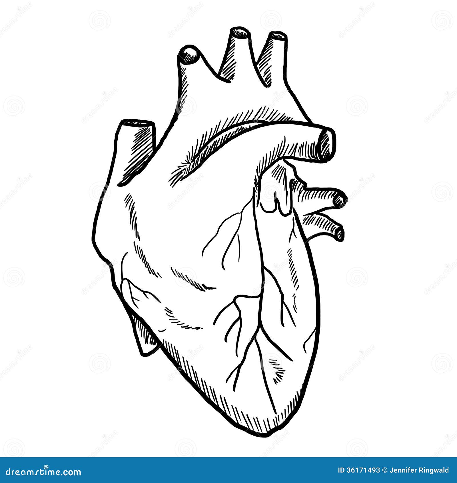 human heart clipart black and white - photo #3