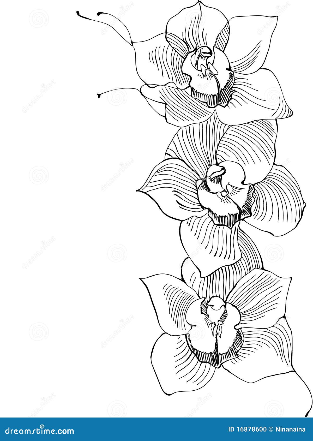 Orchid Drawing Outline