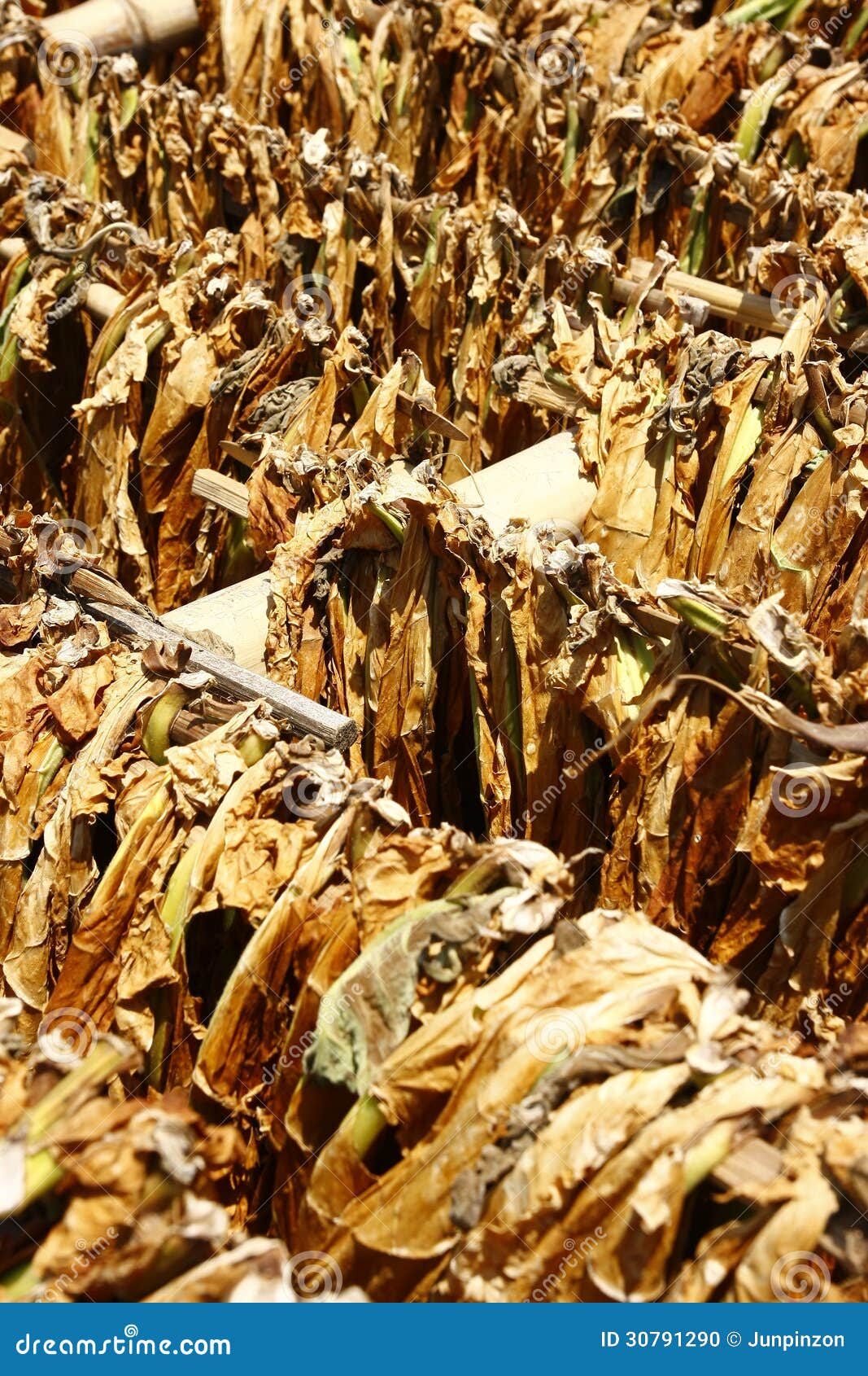 the feasibility of dried tobacco leaves Tobacco is an age old, yet amazing plant, which has become increasingly popular among hobbyist in recent times perhaps it is a distraction from daily stresses and allows an escape to simpler times. the feasibility of dried tobacco leaves Tobacco is an age old, yet amazing plant, which has become increasingly popular among hobbyist in recent times perhaps it is a distraction from daily stresses and allows an escape to simpler times.