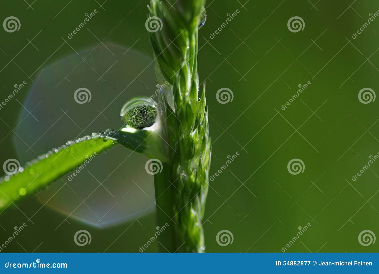 Single rain drop