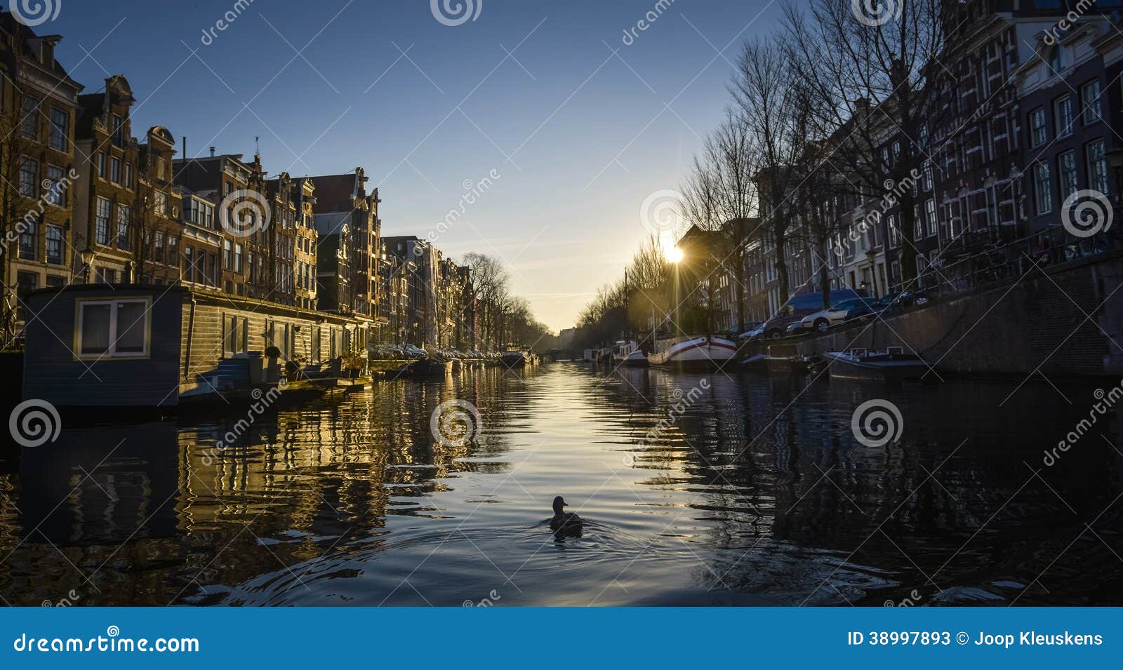 Duck swimming in the canal of Amsterdam between the boats and houses.