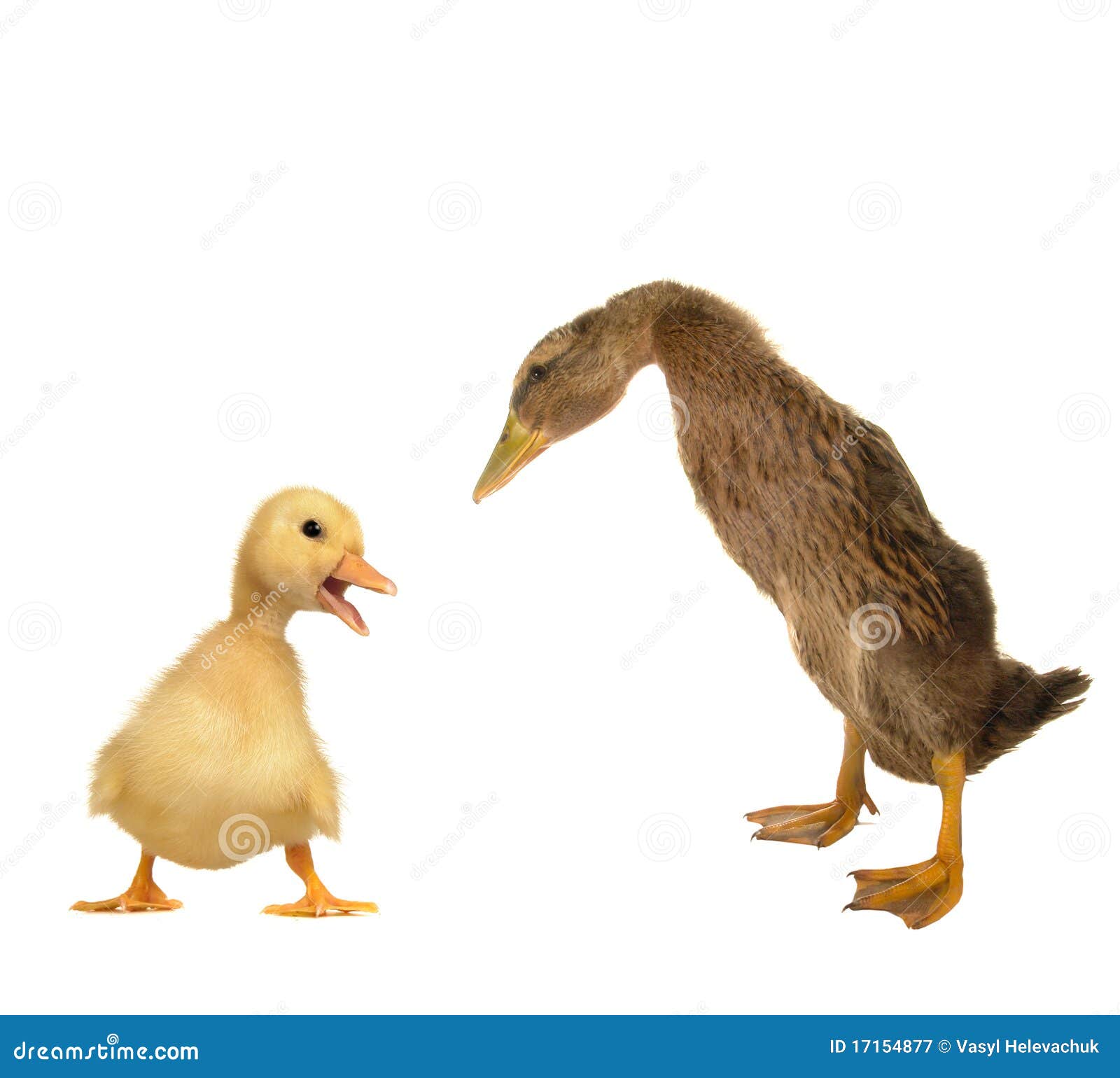 Duck And Chick Royalty Free Stock Photography Image 17154877