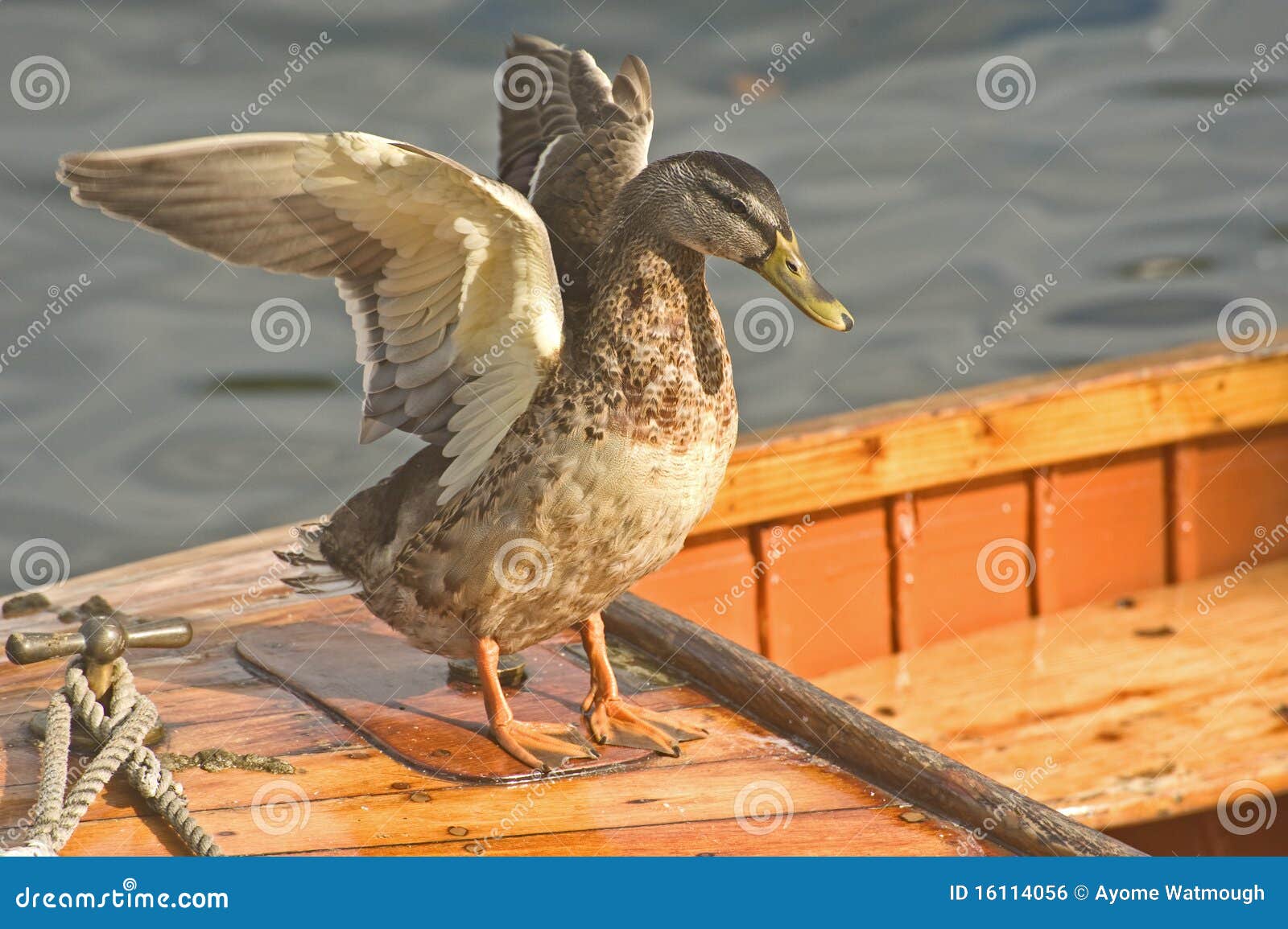 An image of a duck on a boat extending its wings prior to flight.