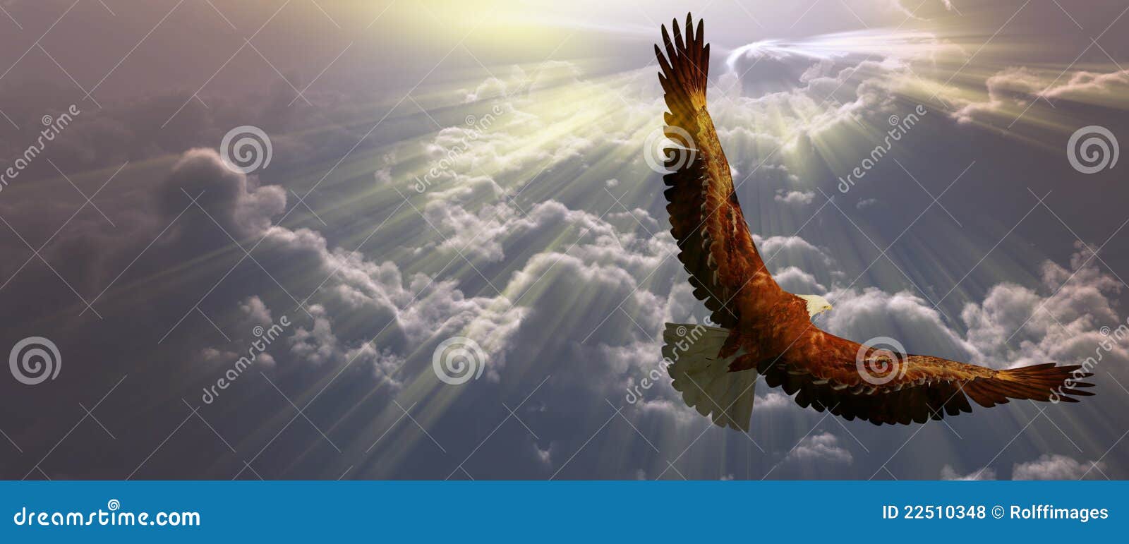 Eagle In Flight Above The Clouds Royalty Free Stock Photos Image