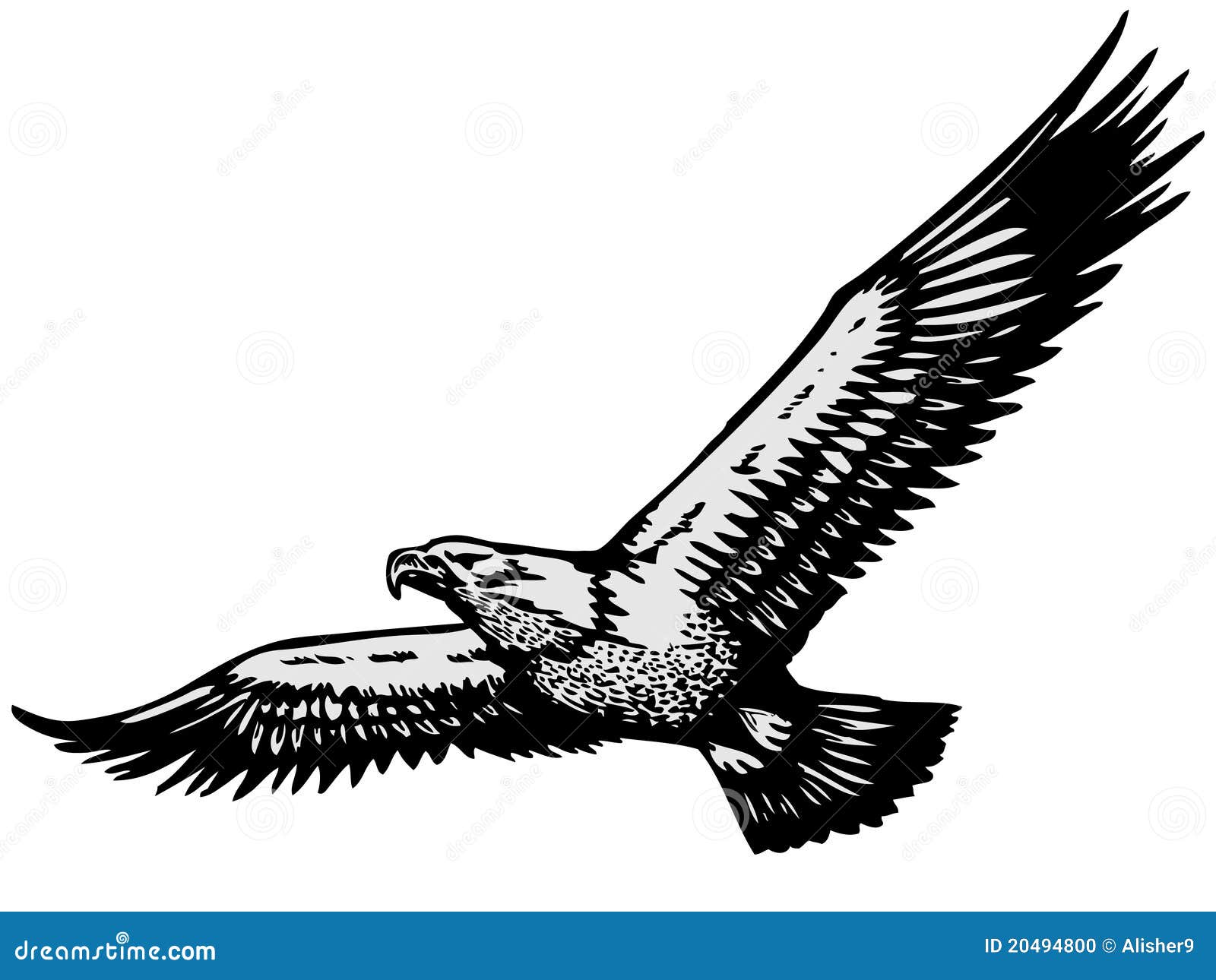 soaring eagle clipart black and white - photo #15