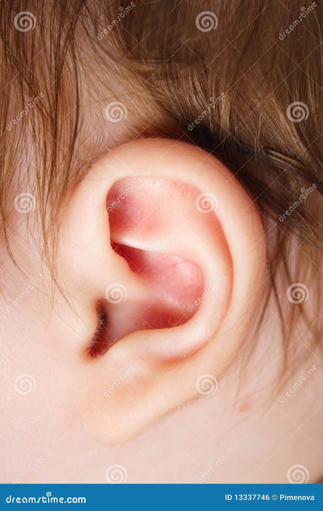 Ear Royalty Free Stock Image Image 13337746